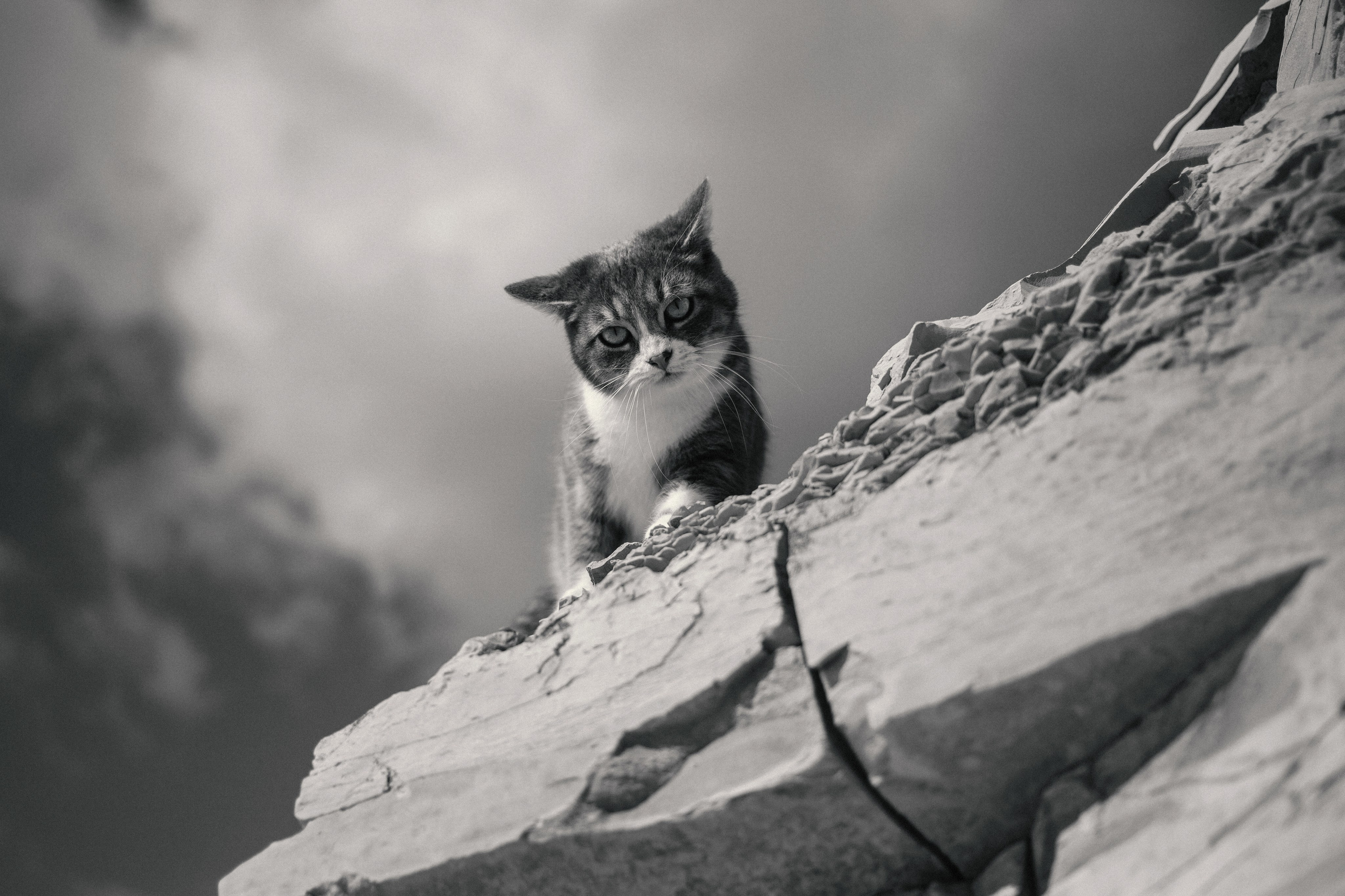 Улицы Люди на улицах Природа Животные — фотограф Оля Волчкова