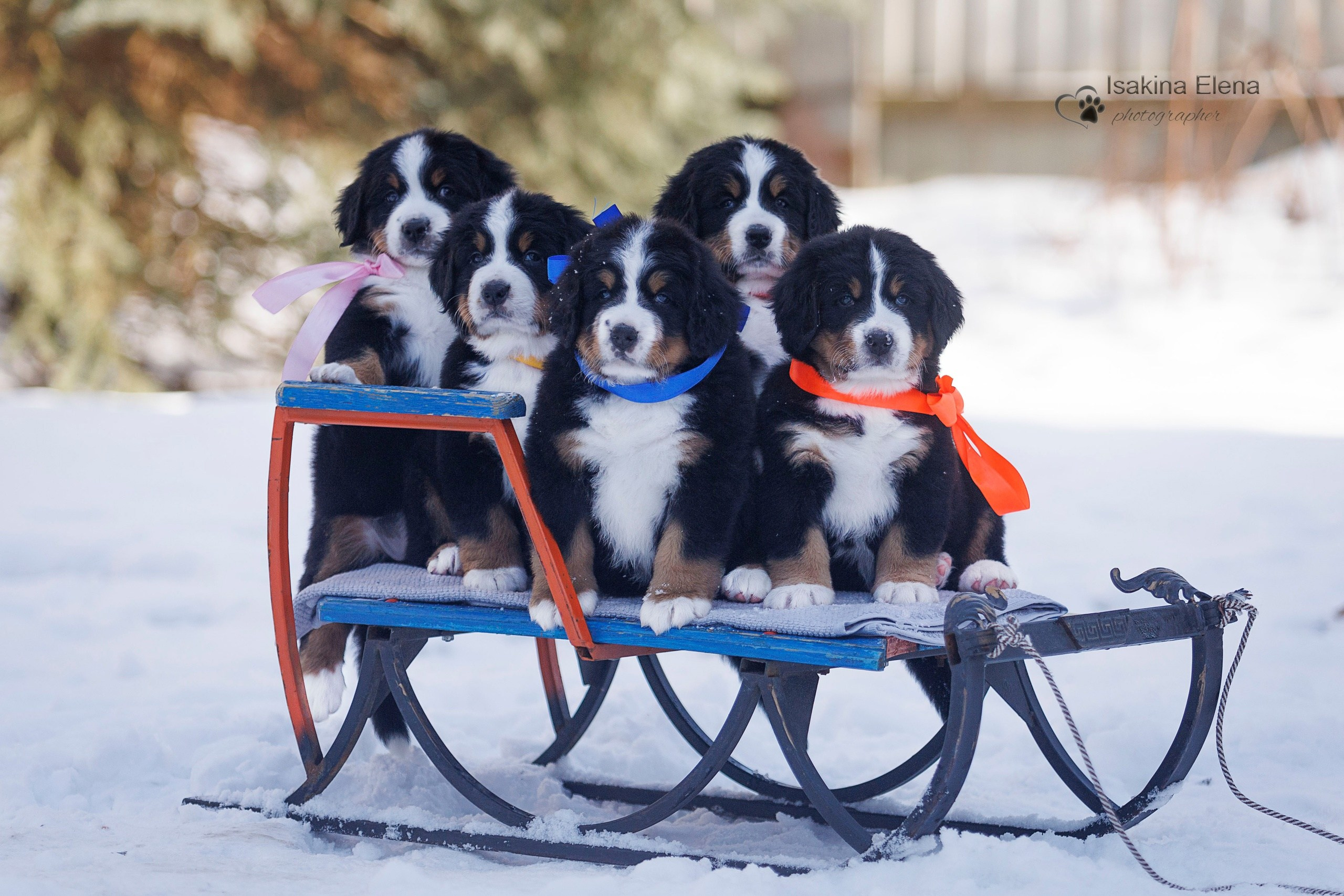 Разные красивые фотографии. Купить щенка Вельш-корги-кардиган в семейном питомнике — Ice Fantasy