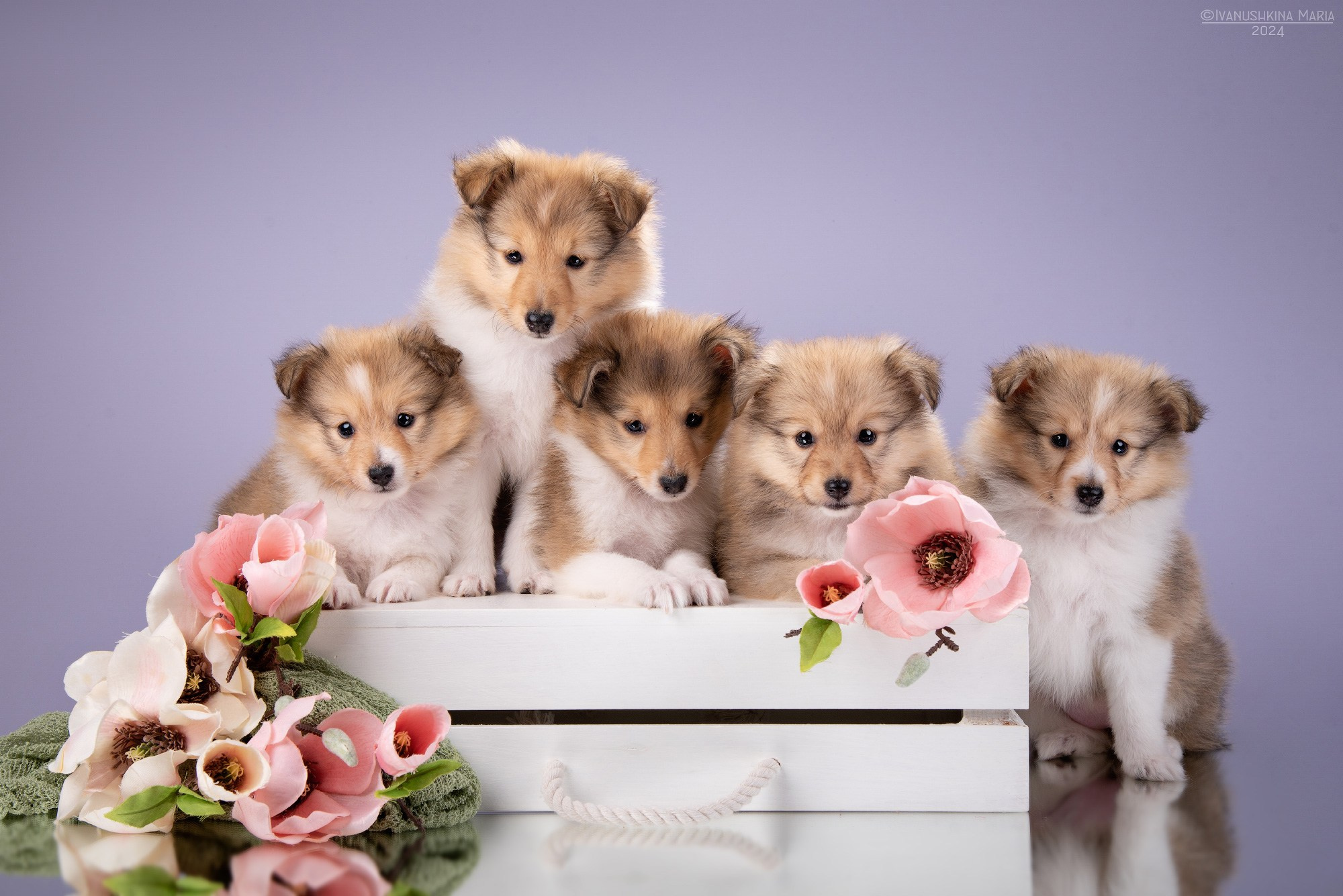 щенки шелти рыжие