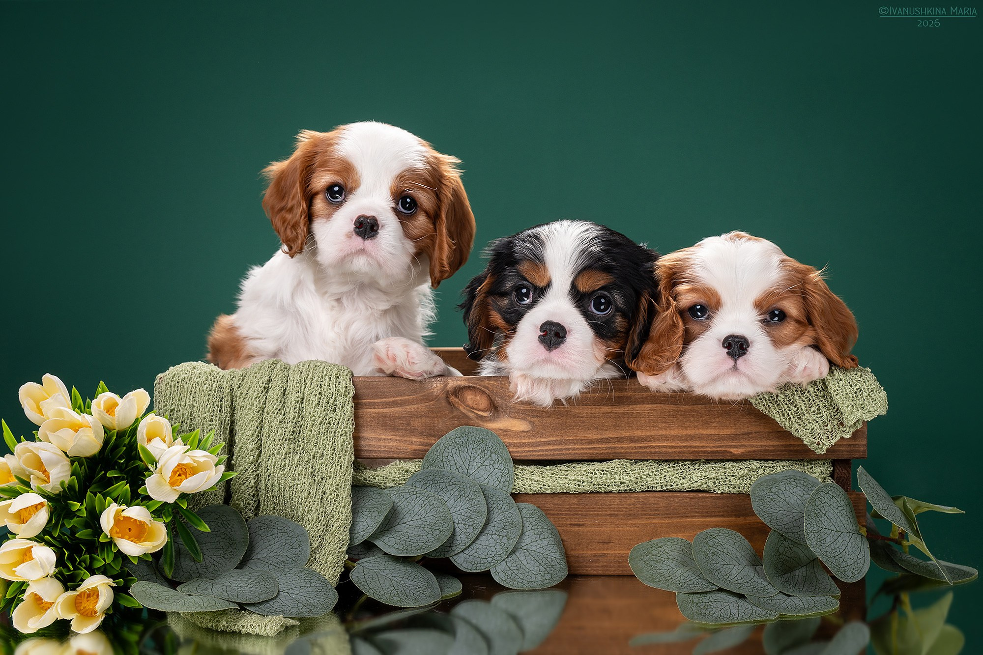 Фотосессия щенков на фонах. Фотограф собак в Москве и Московской области Иванушкина Мария