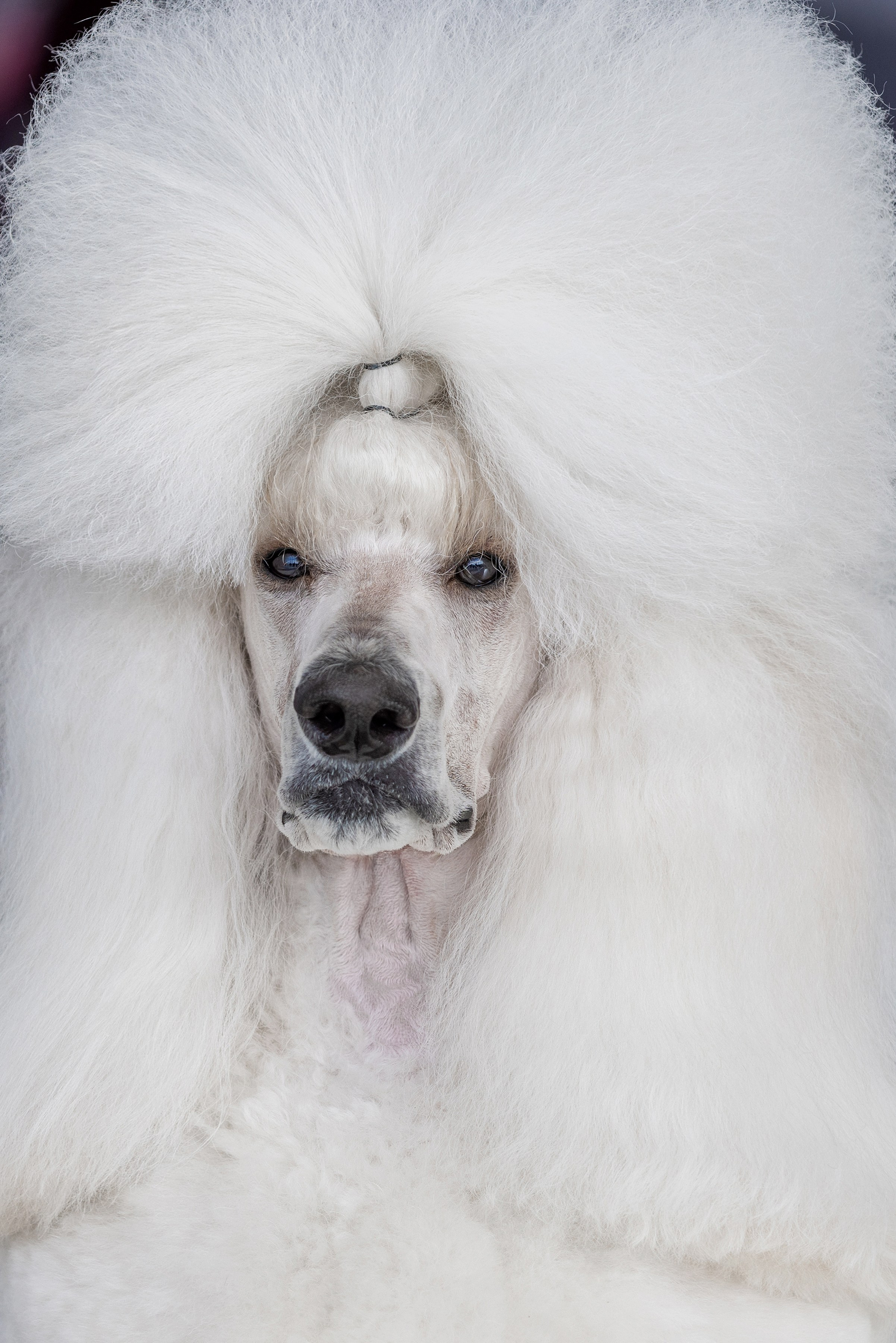 Фотограф Алена Звездина