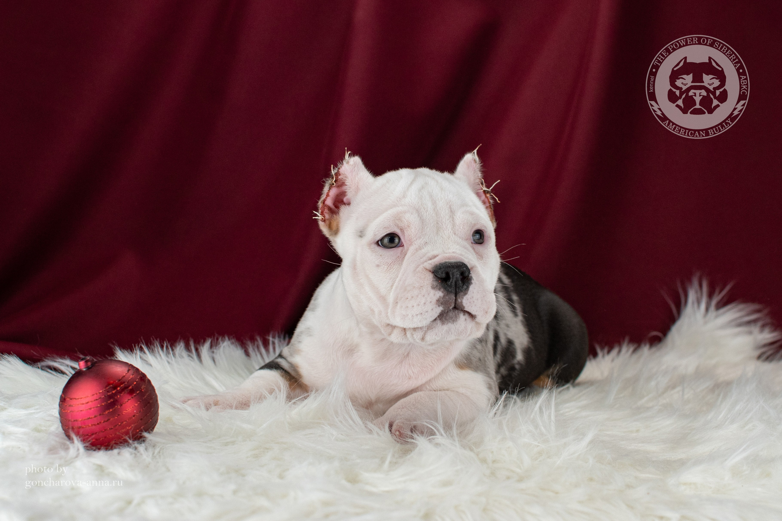 купить щенка в официальном питомнике American Bully в Симферополе