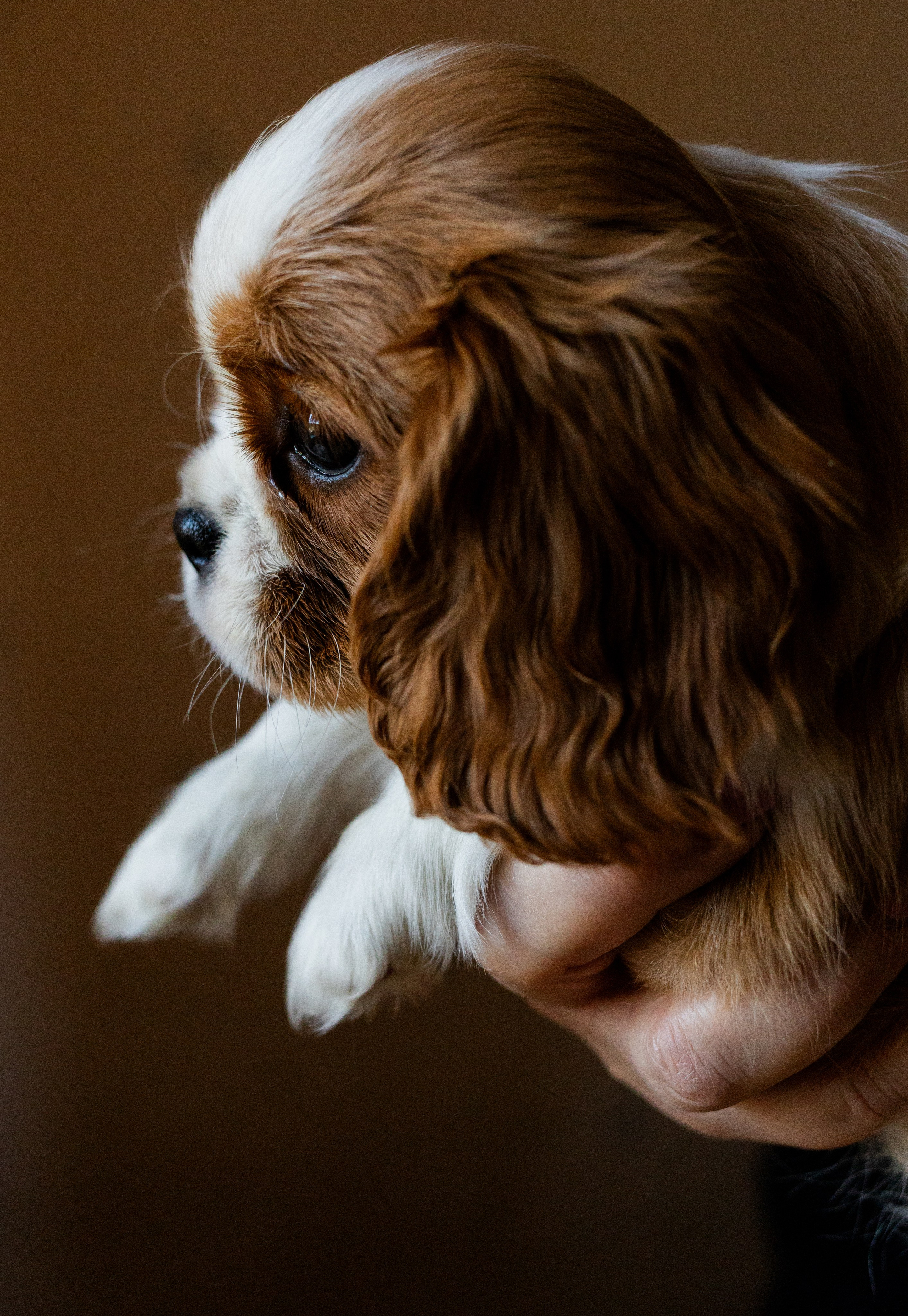 Семейный и детский фотограф в Калининграде Анна Каратай