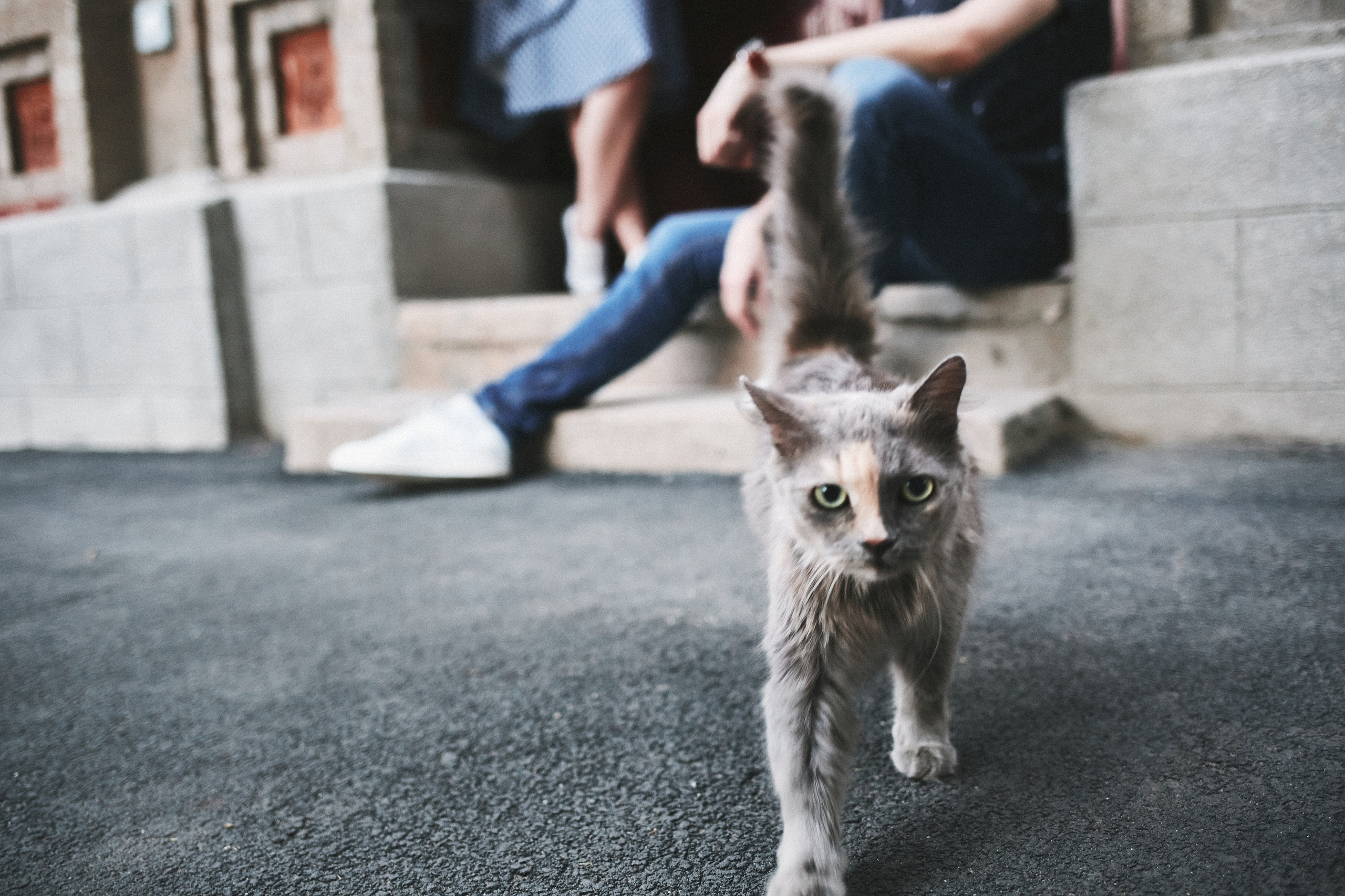 Прогулка Эрика и Даши. Свадебный и семейный фотограф Владимир Карамышев
