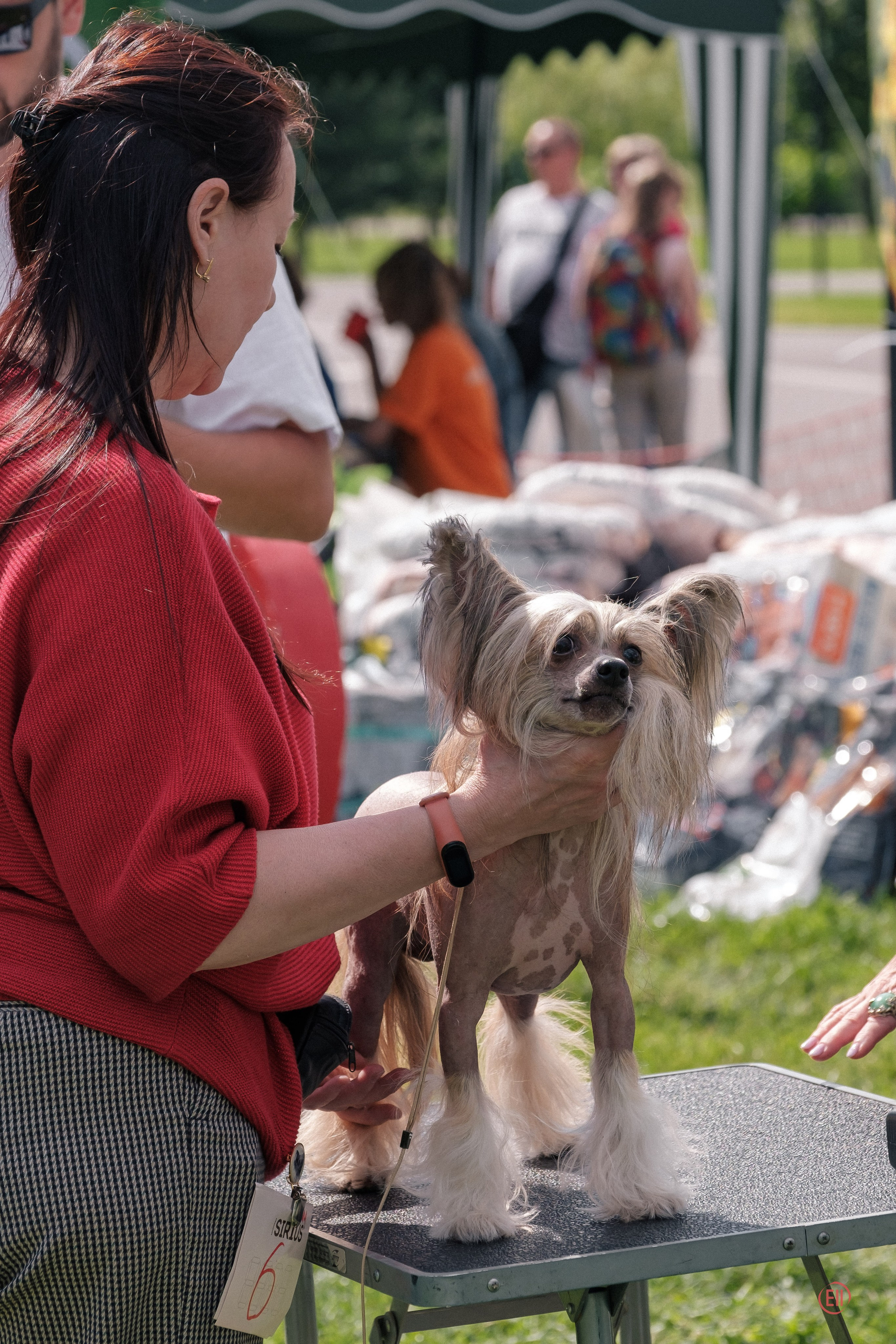 Липецк. Выставка собак. Питомник китайских хохлатых собак Poale Ell: купить щенка