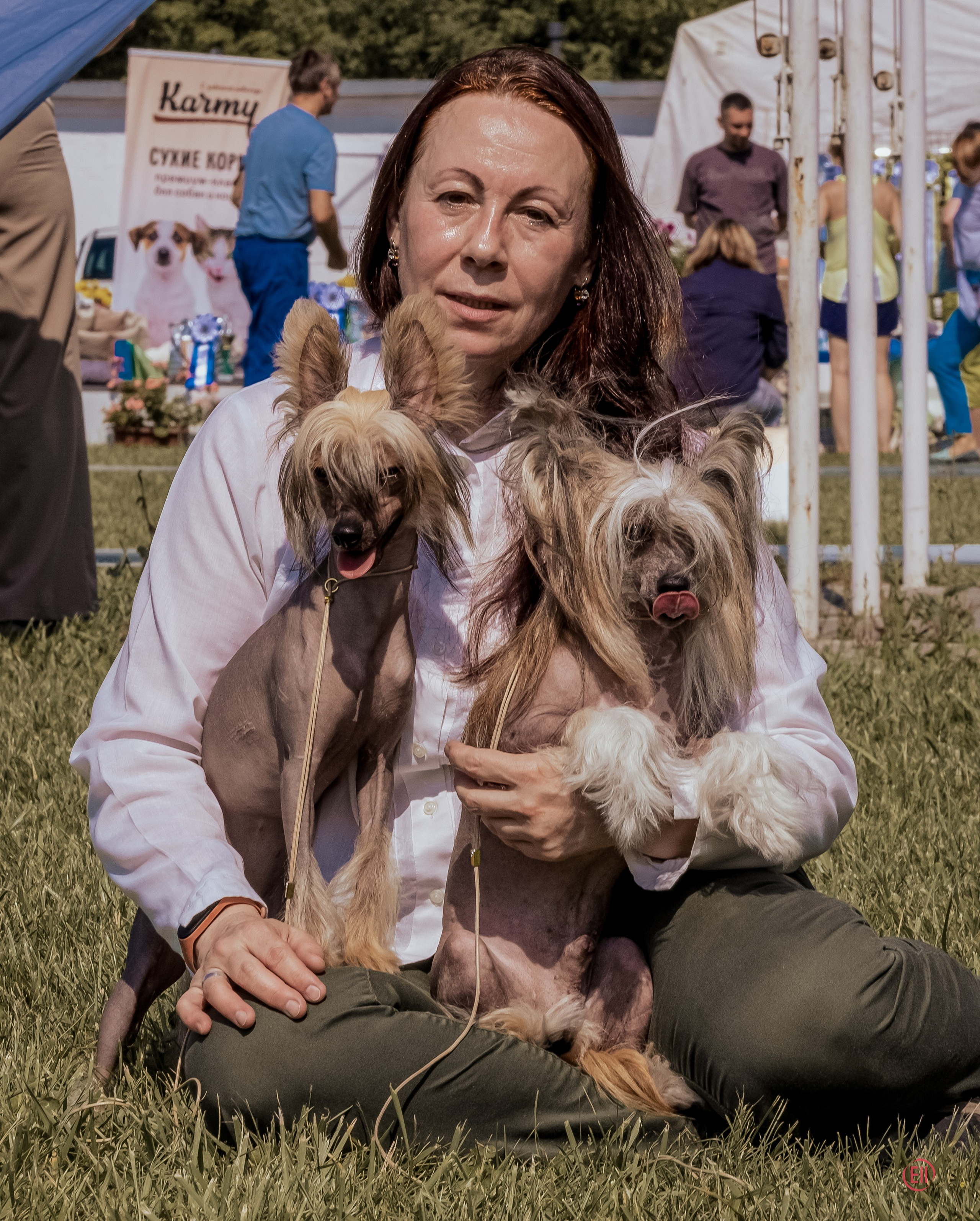 Poale Ell Chester. Питомник китайских хохлатых собак Poale Ell: купить щенка