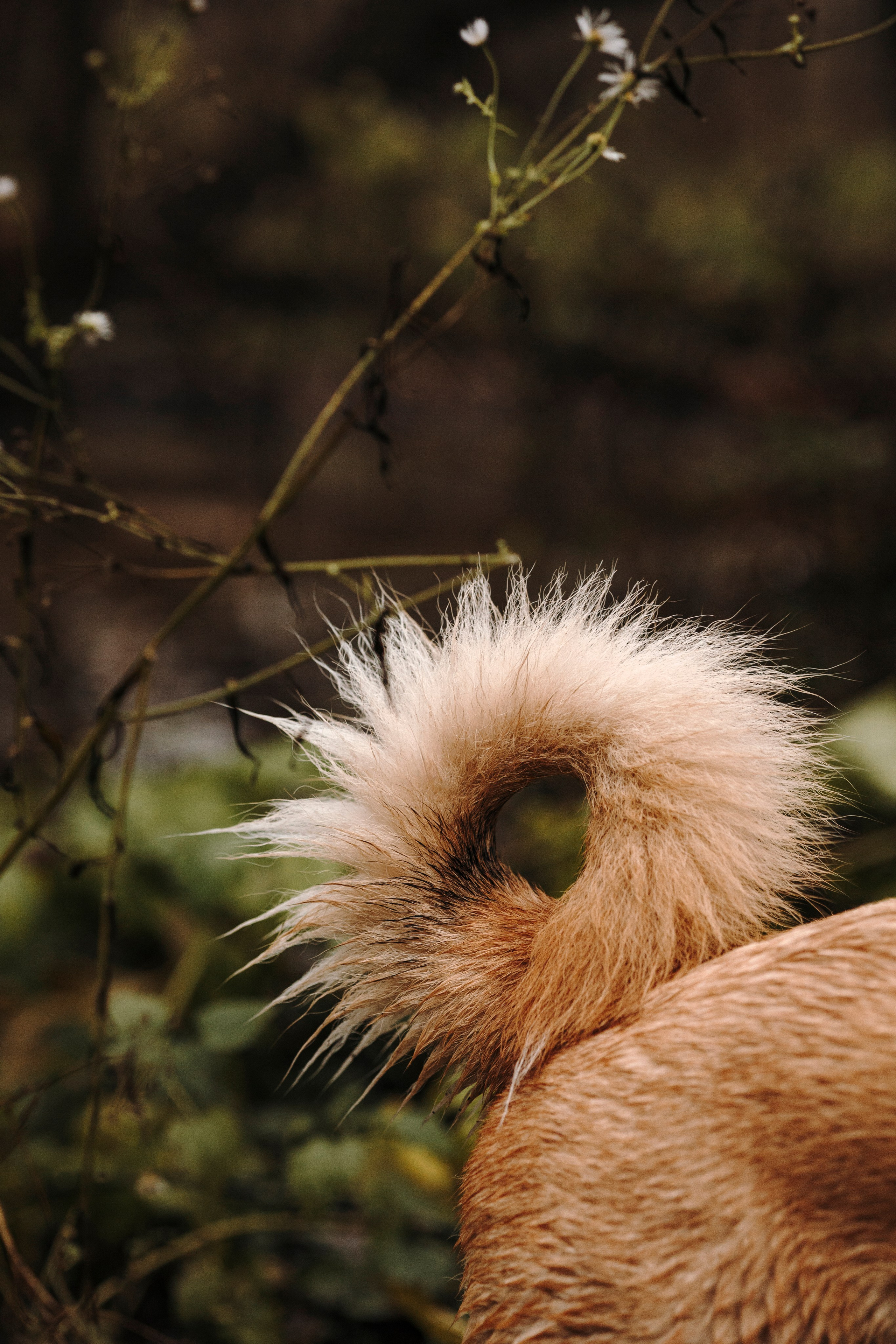 Анастасия Белаш