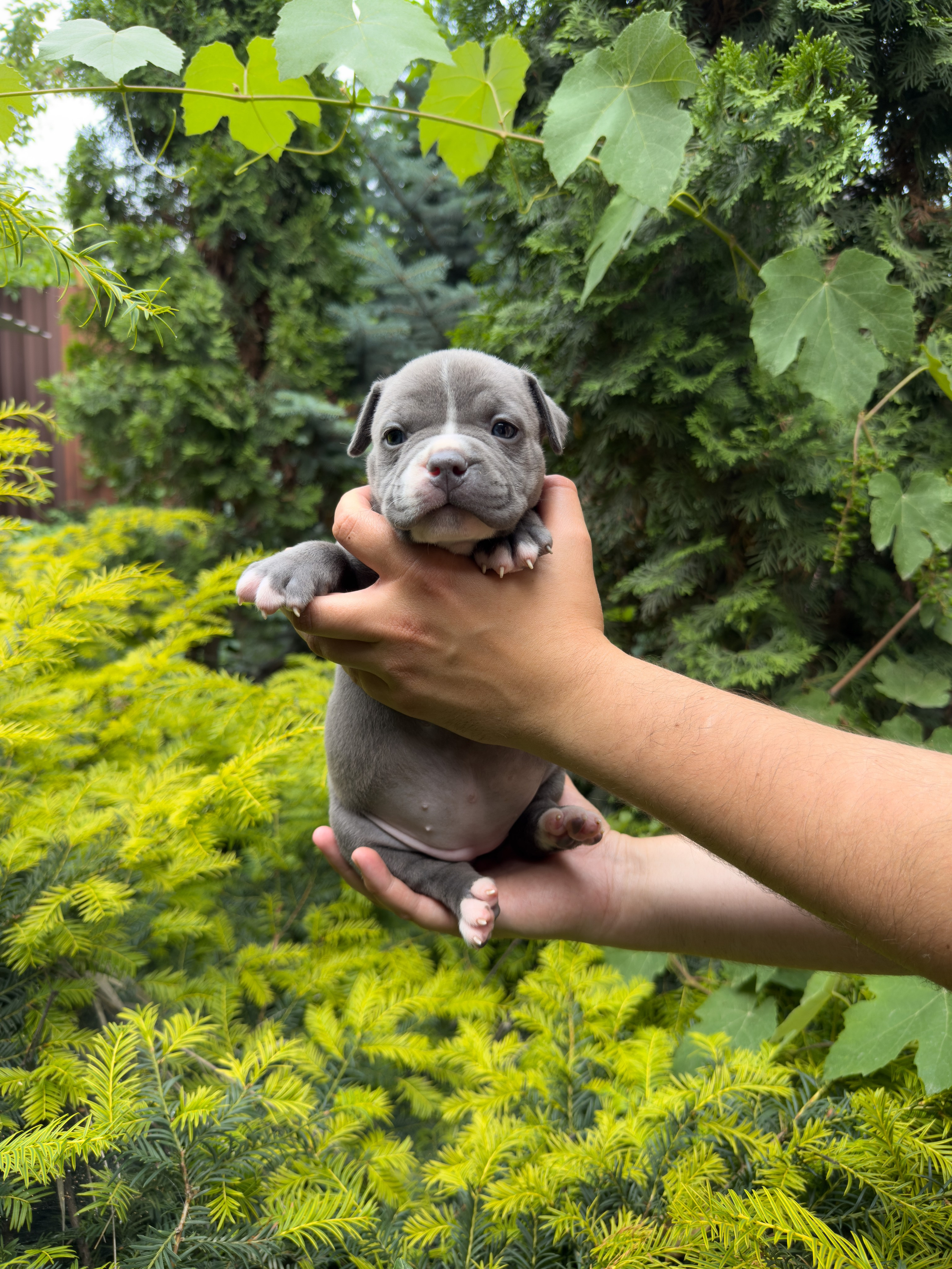 Помет Каспер и Адель. 08.05.25. Американский Булли в г. Ростов-на-Дону. Питомник THE POWER OF SIBERIA