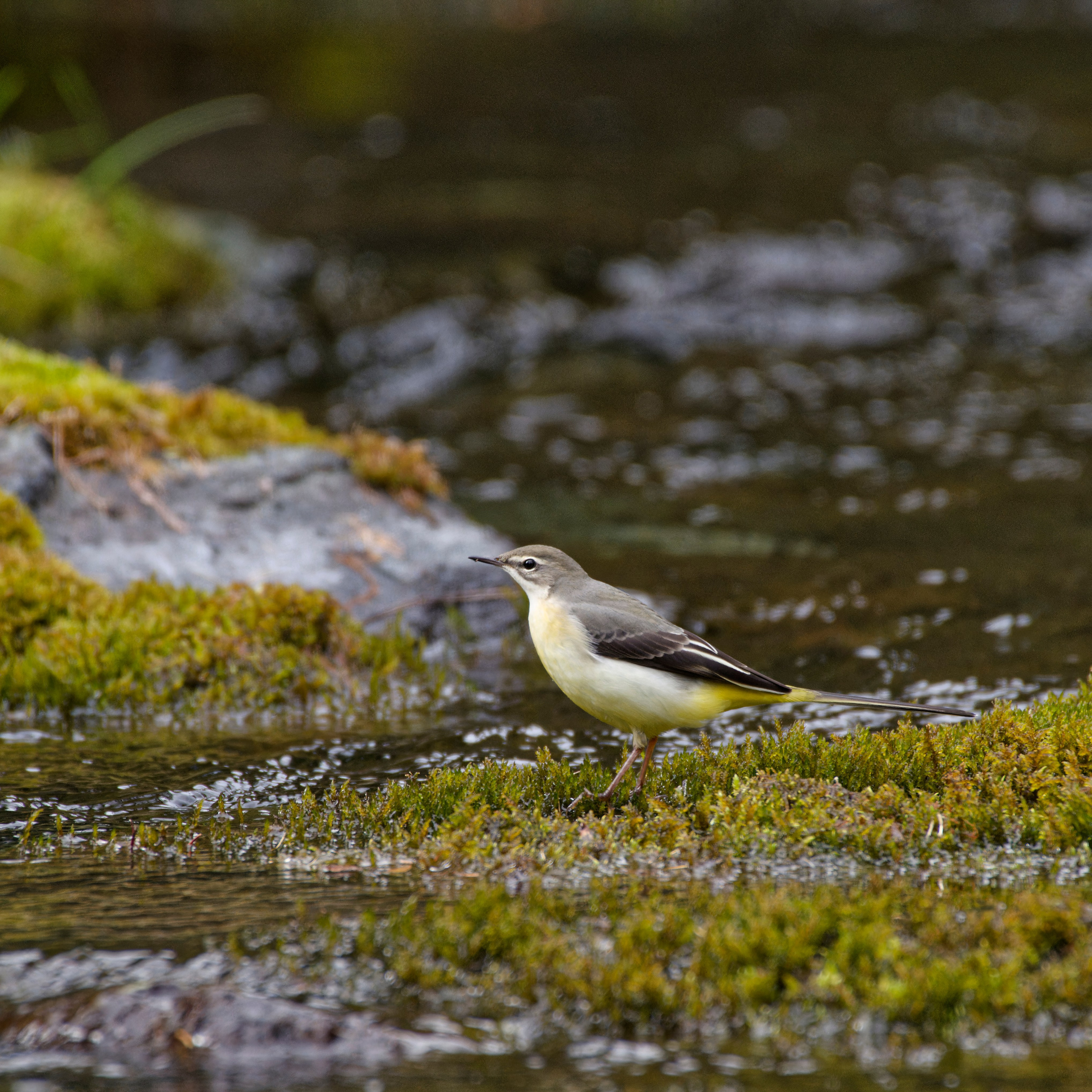 Путешествие по южному Алтаю. Семоха Валерий. Фотограф