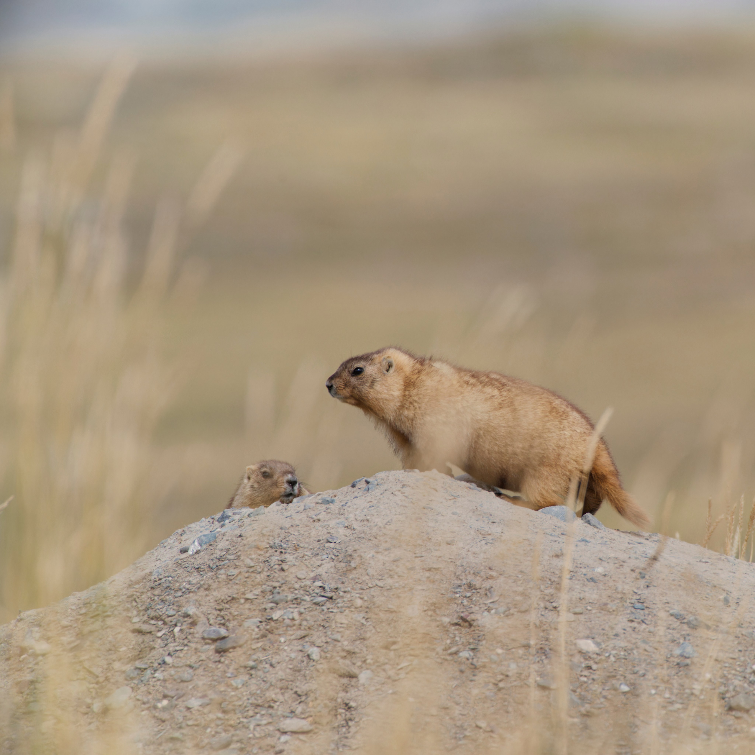 Путешествие по южному Алтаю. Семоха Валерий. Фотограф