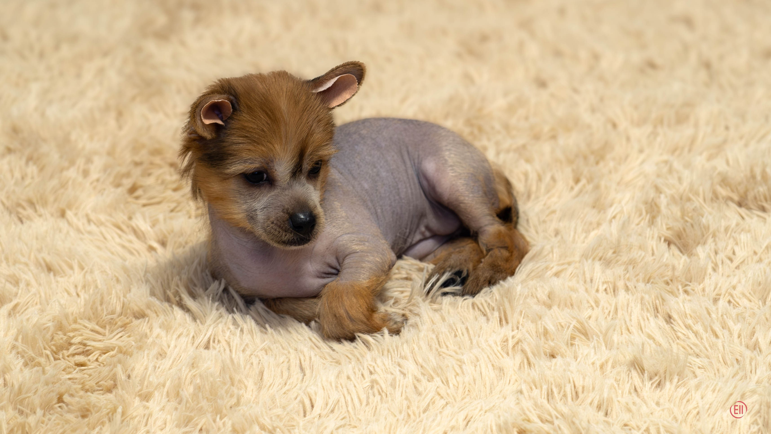 Poale Ell Gloria. Chinese Crested Dog Kennel Poale Ell