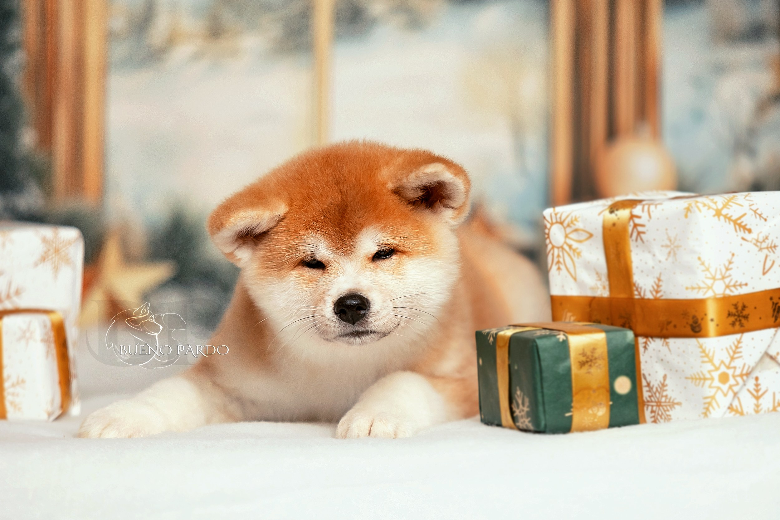 Щенки японской акита ину из питомника. Питомник собак Акита, Хаски, Корги