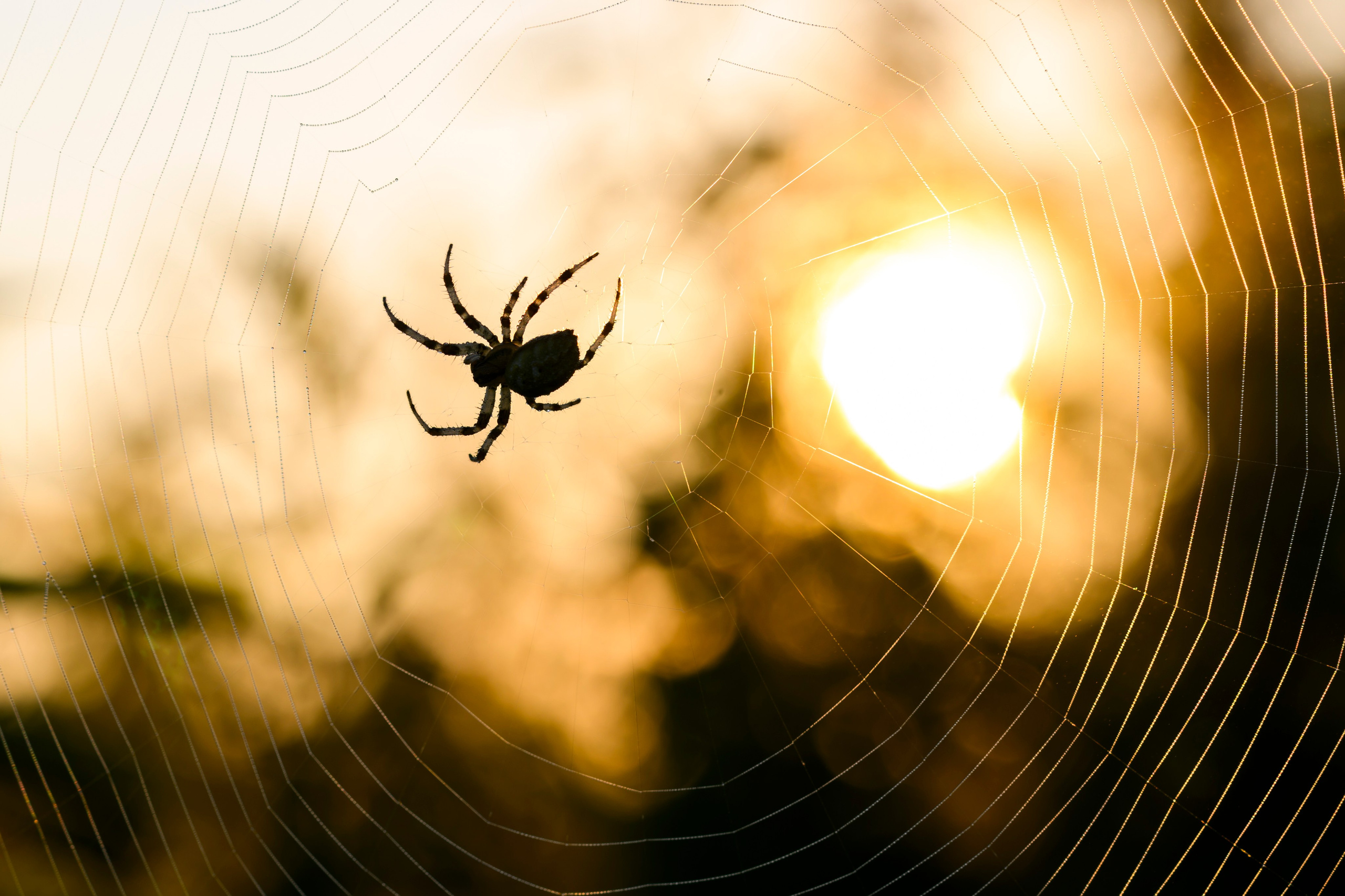 Совы умеют улыбаться. Owl can smile. Wildlife photography by Sergey Puponin