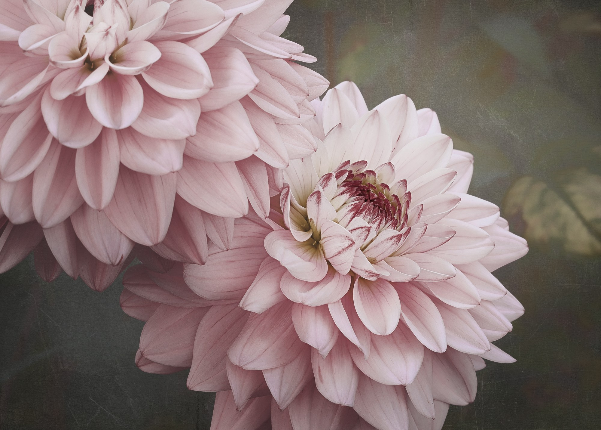 PINK VINTAGE. Eirene G | Photoartist | Flowers from my garden