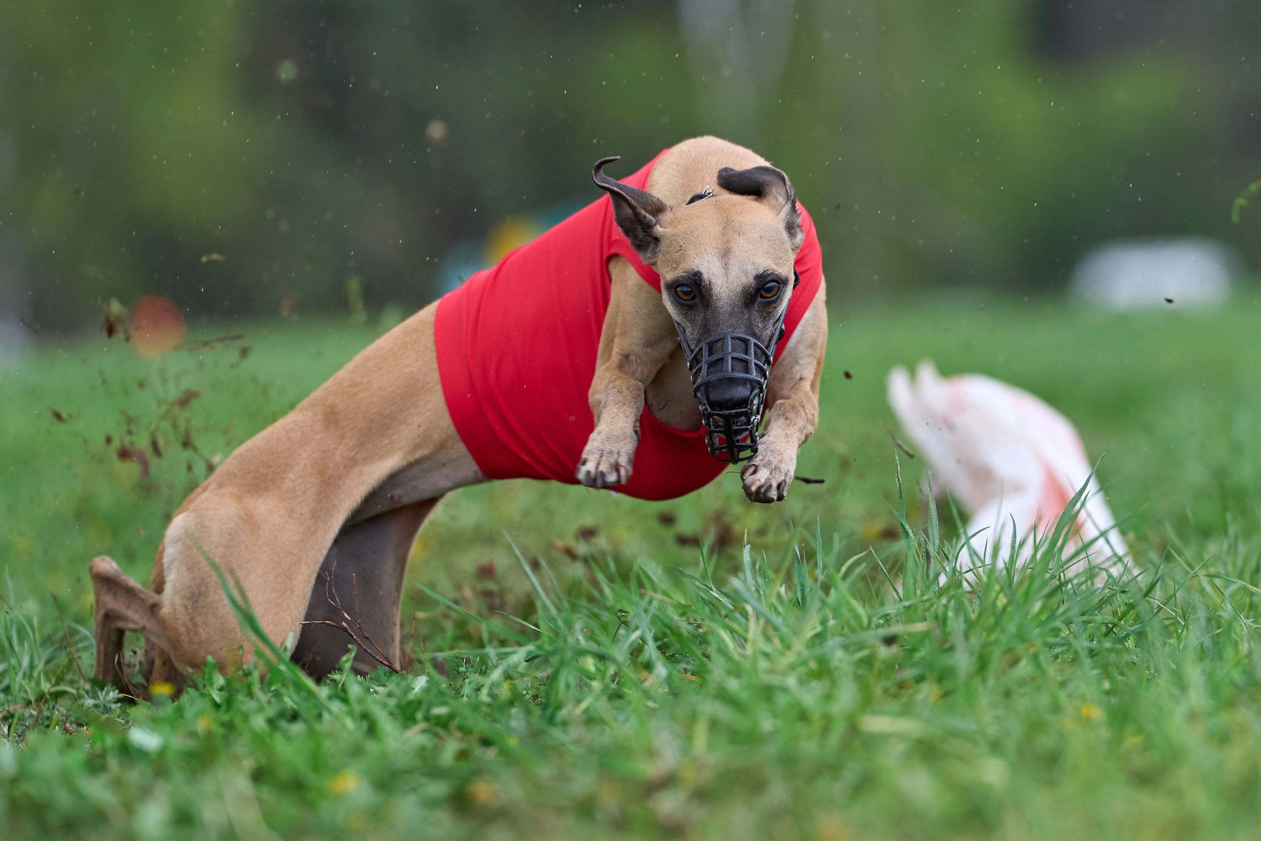 ПЧРКФ по курсингу. Фотограф-анималист Михаил Манухин