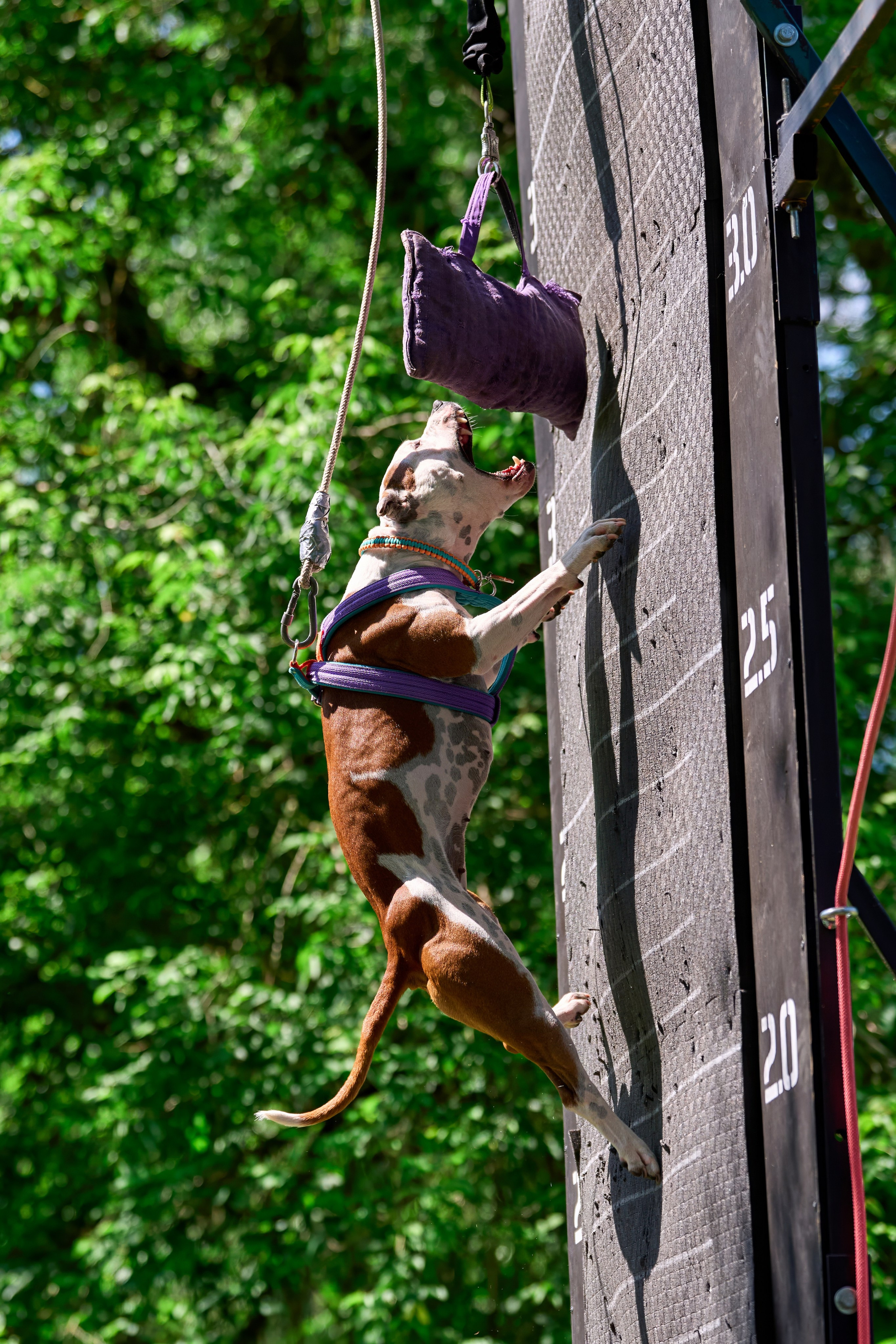 Двухдневные соревнования «Jump'n'Gym Fest — 2024». Фотограф-анималист Михаил Манухин