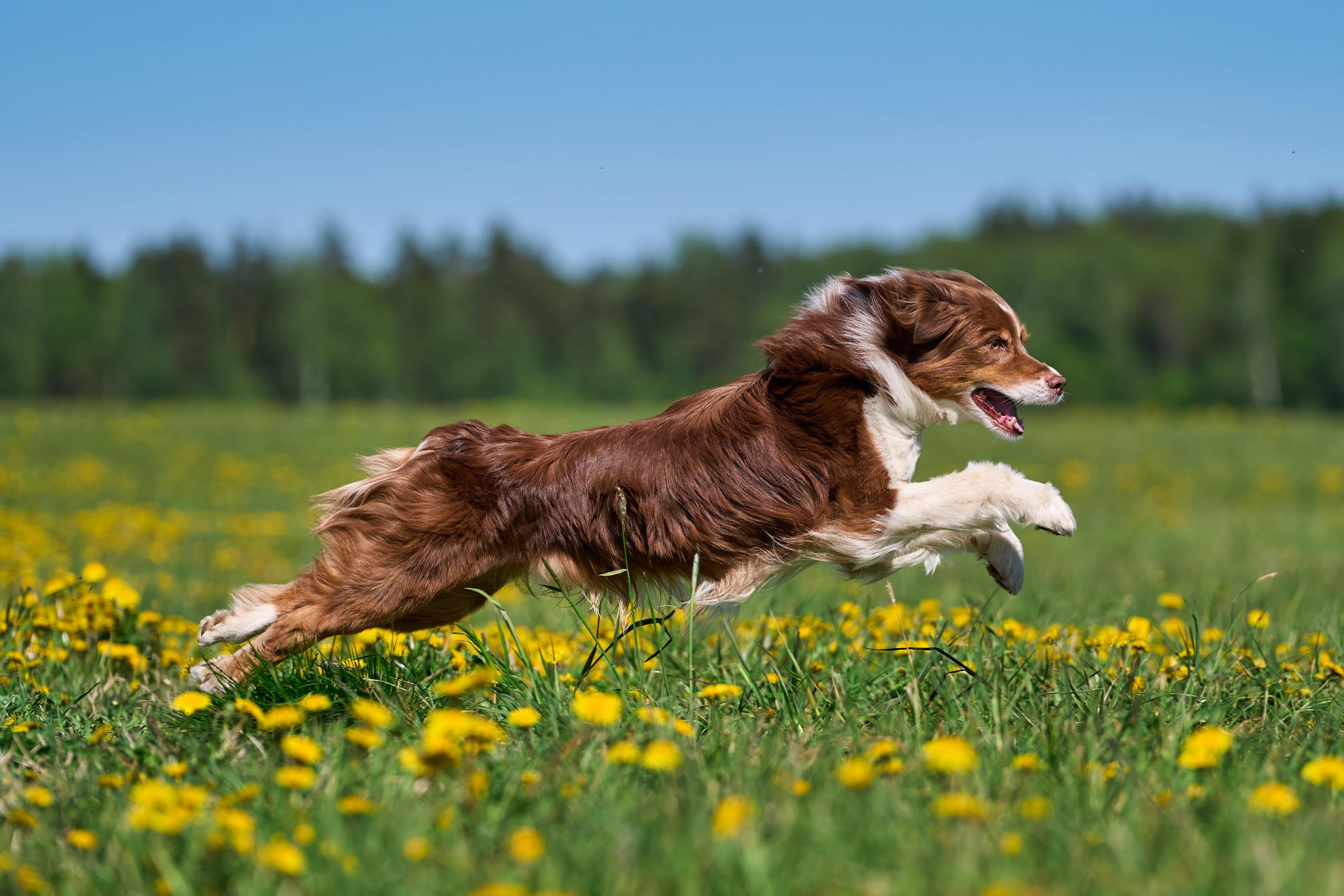 Тренировка по курсингу «на Ярославке». Фотограф-анималист Михаил Манухин