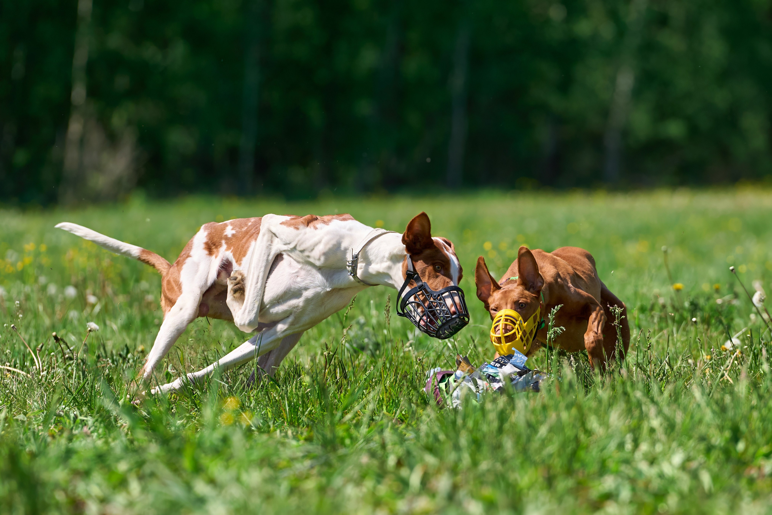 Тренировка по курсингу Донино. Фотограф-анималист Михаил Манухин