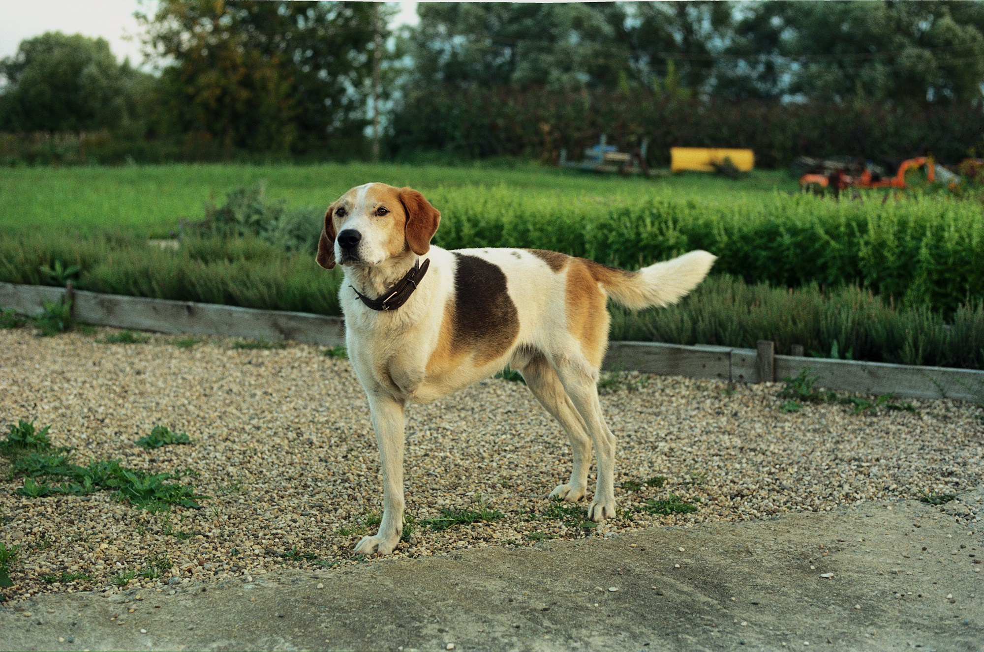 SuperFoodFarm. The history of the farm. Another person Pavel Potseluev. A photographer in 2025