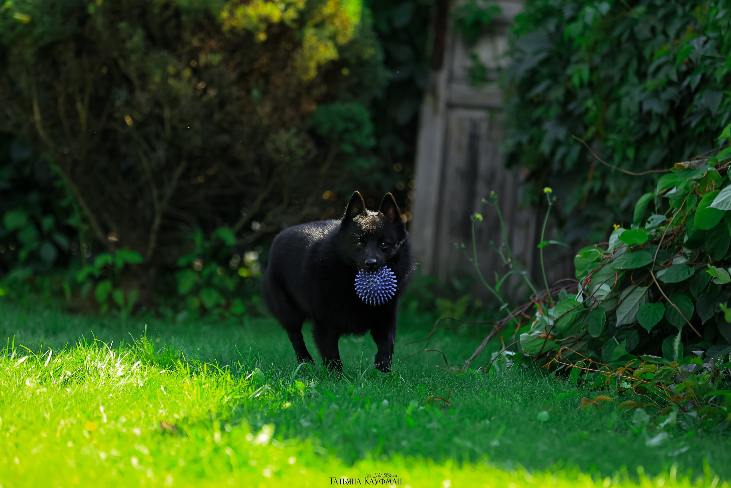 Шипперке, схипперке, красивая собака, фотограф анималист, фотокурс Анималистика, научиться фотографировать собак, фотограф Новосибирск