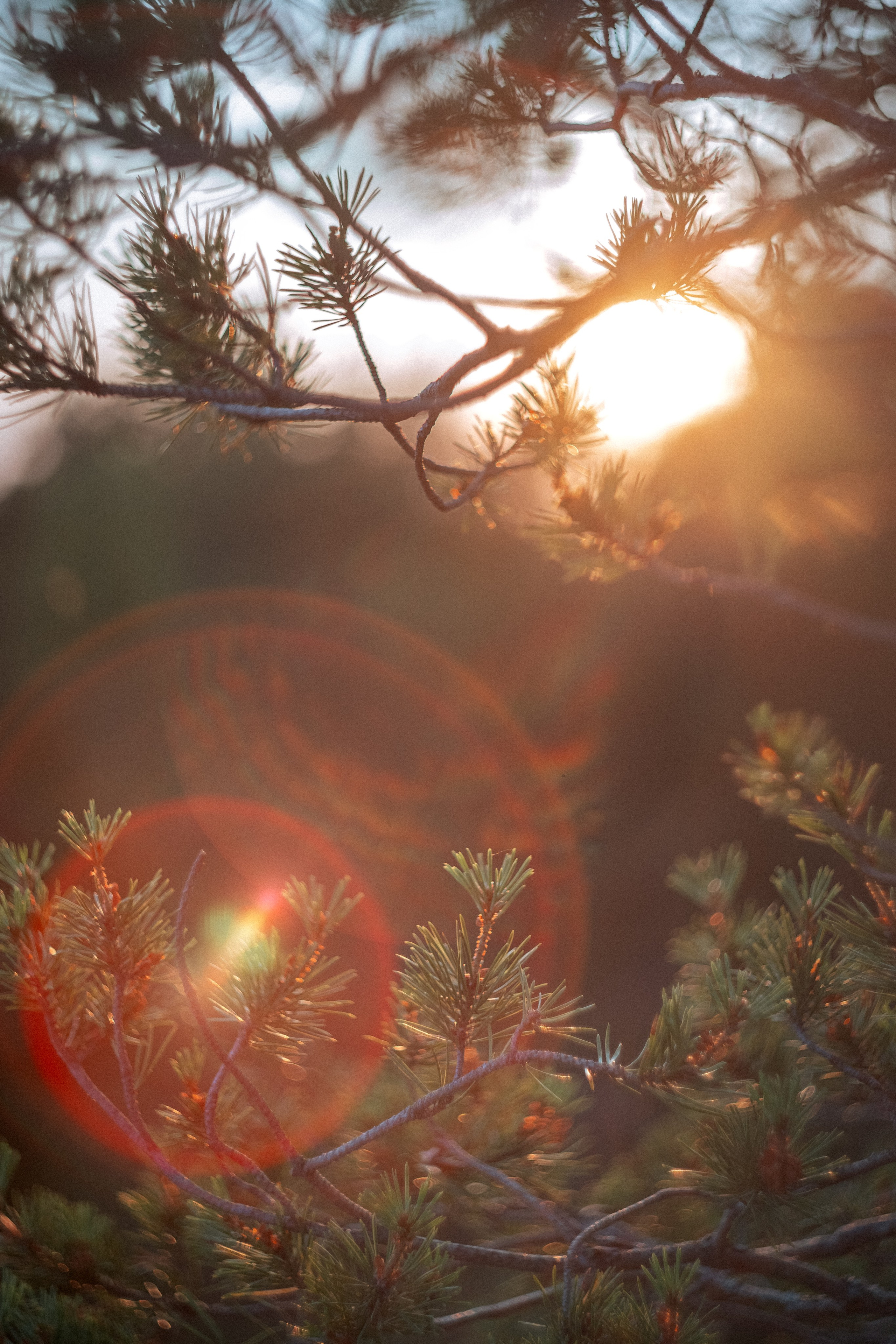 «Голливудская» связка Sony A7 III и Гелиос 44-2. Юля Дэй • Фотограф, Санкт-Петербург