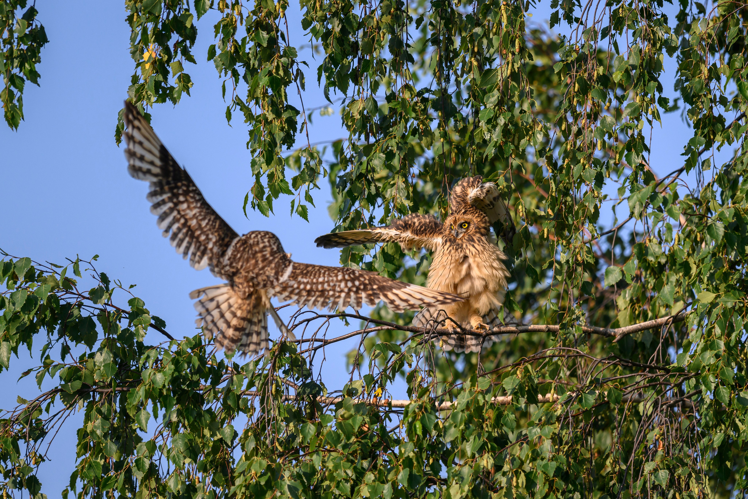Совята завтракают. The owlets are having breakfast. Wildlife photography by Sergey Puponin