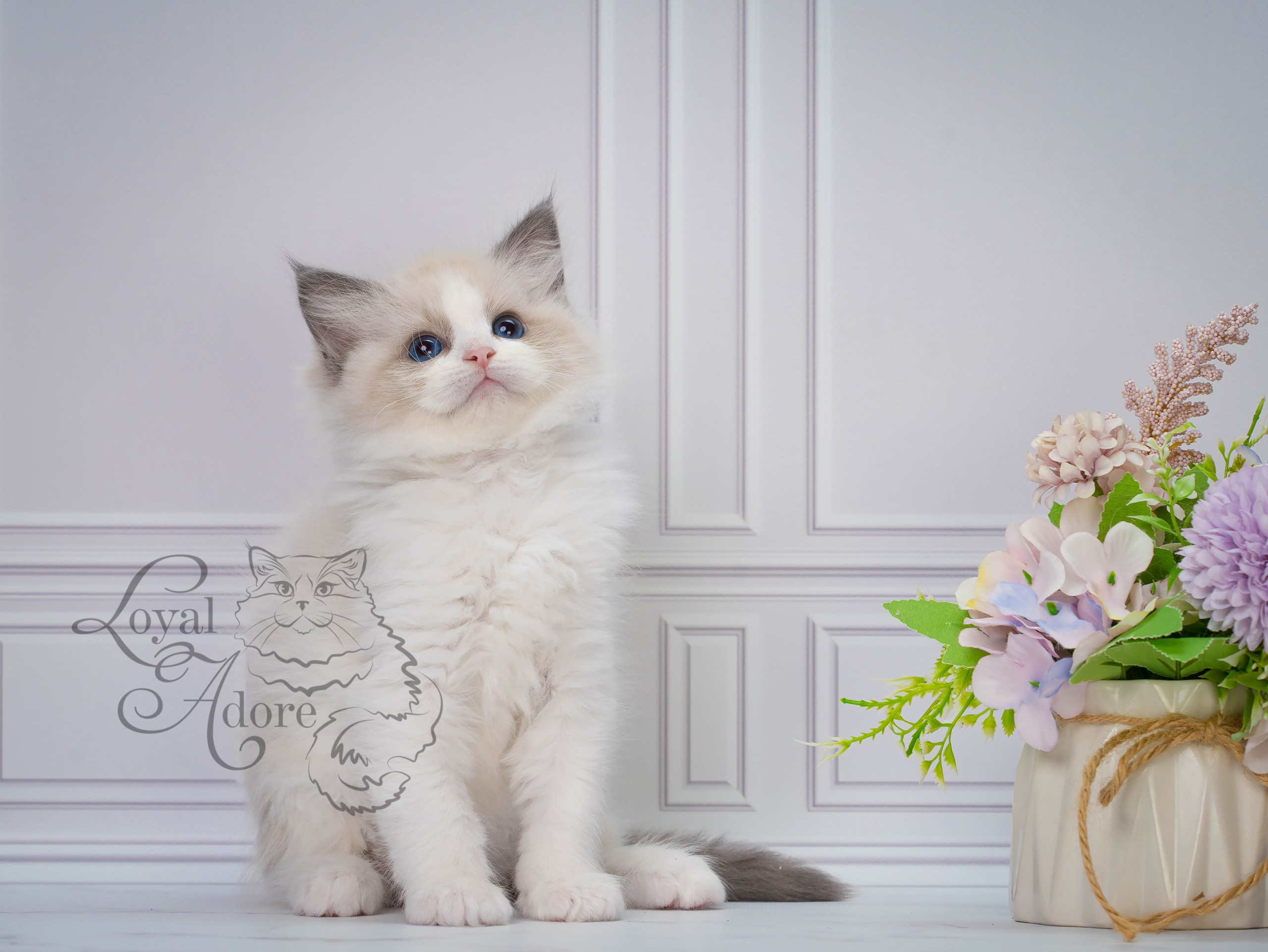 Котята рэгдолл от Loyal Adore. Питомник рэгдолл Loyal Adore