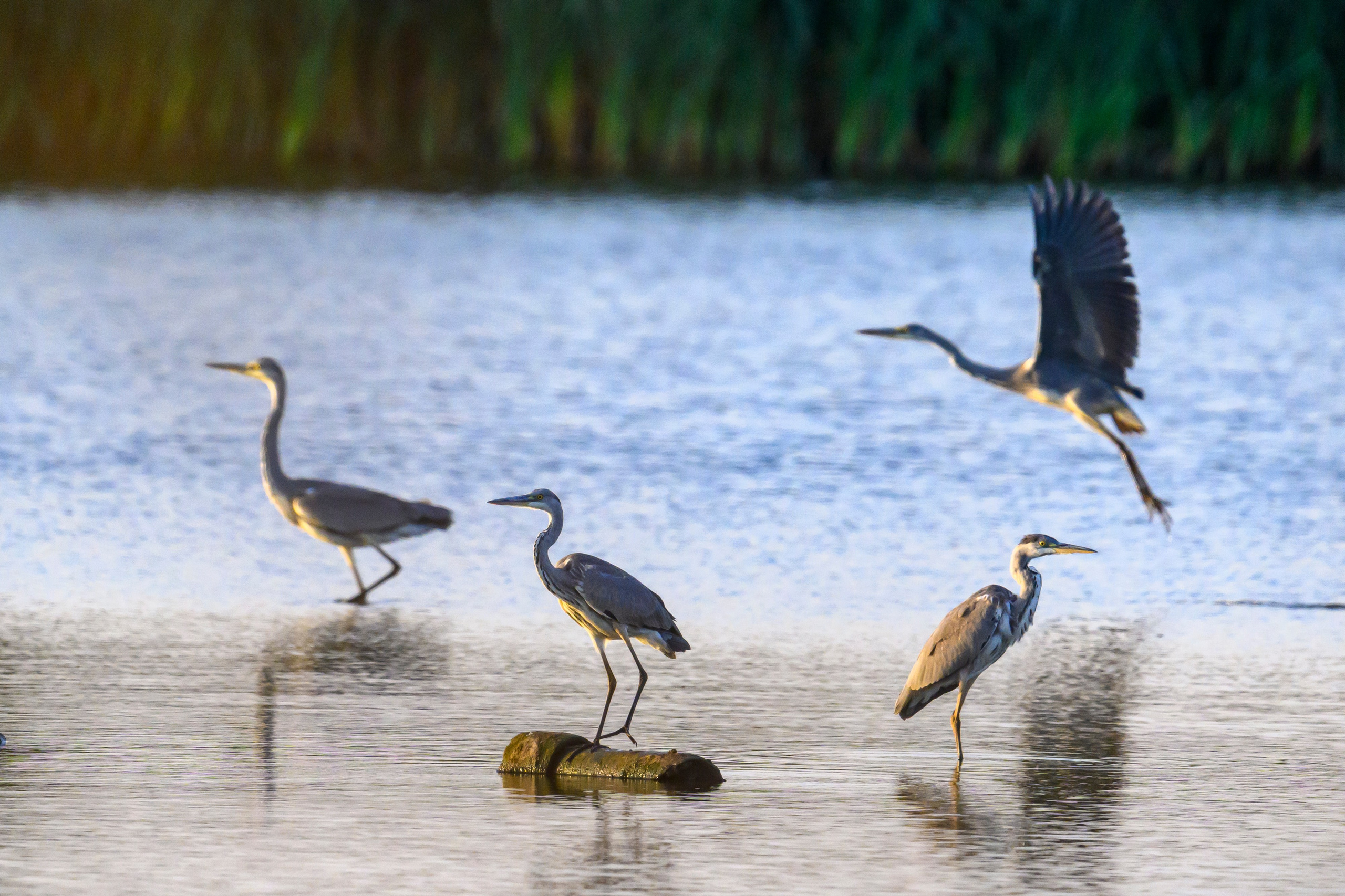 Фифи на рассвете. Wood sandpiper at dawn. Фотограф Сергей Пупонин