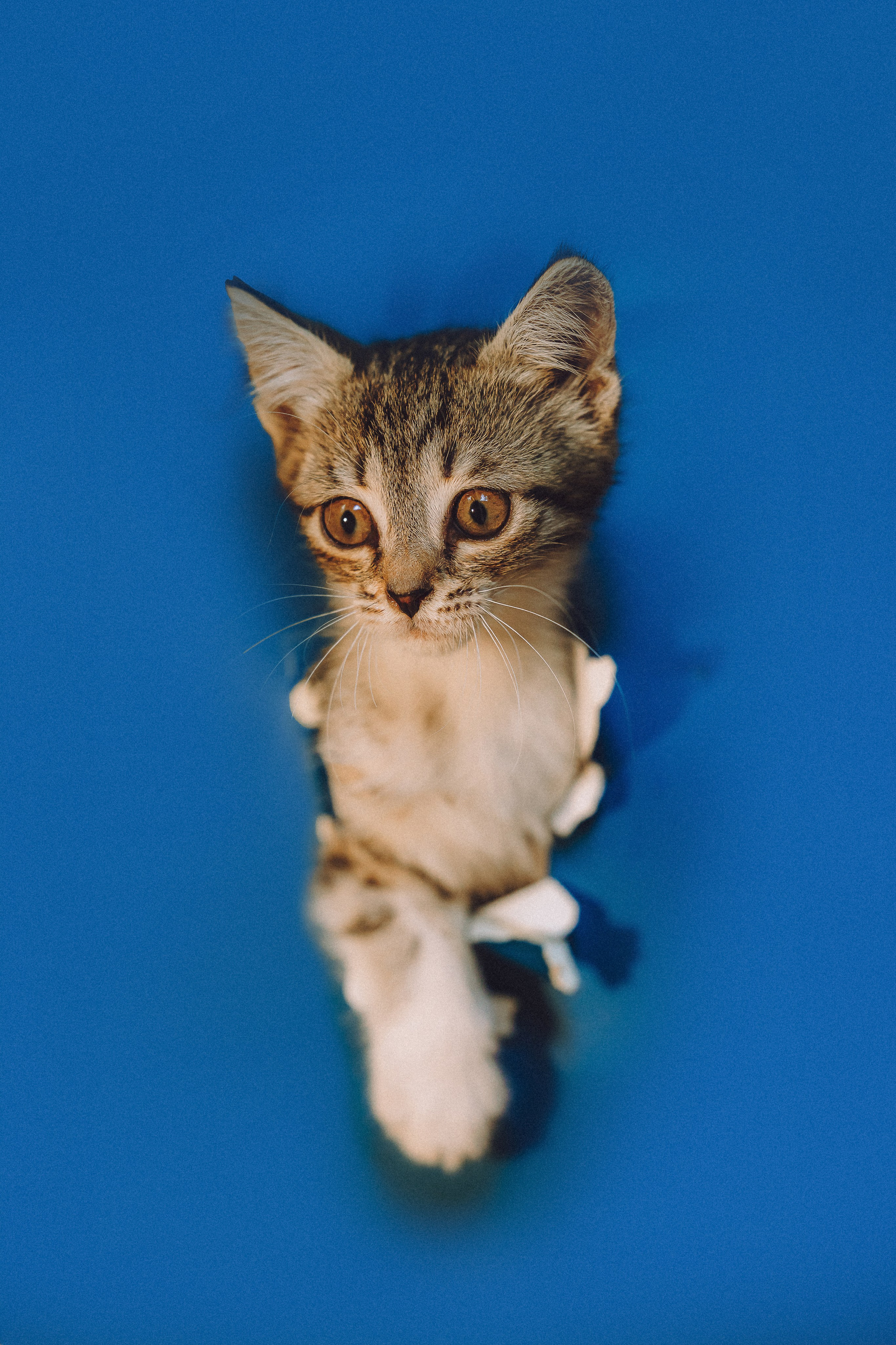 Более 30 идей для фотосессии с котенком