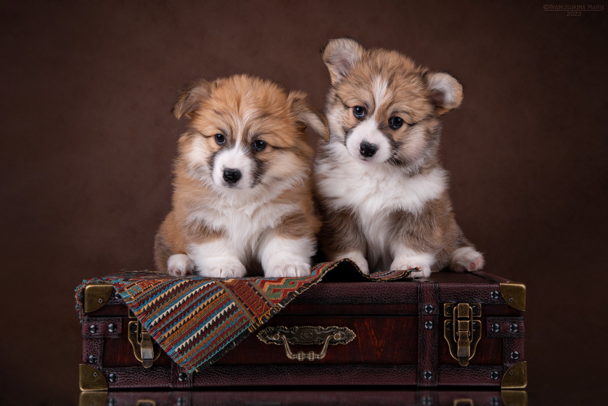 щенки корги флаффи