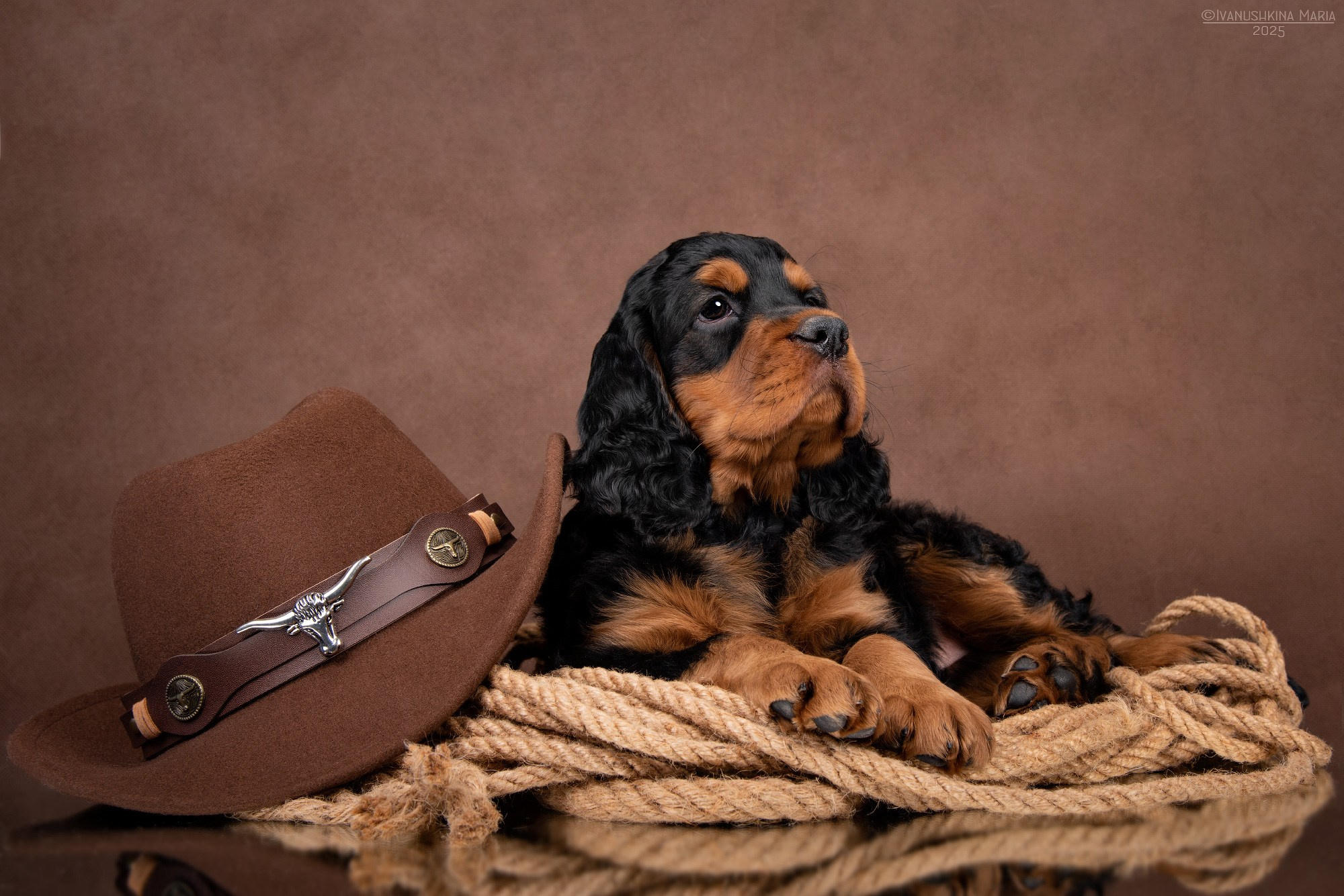 Фотосессия щенков на фонах. Фотограф собак в Москве и Московской области Иванушкина Мария