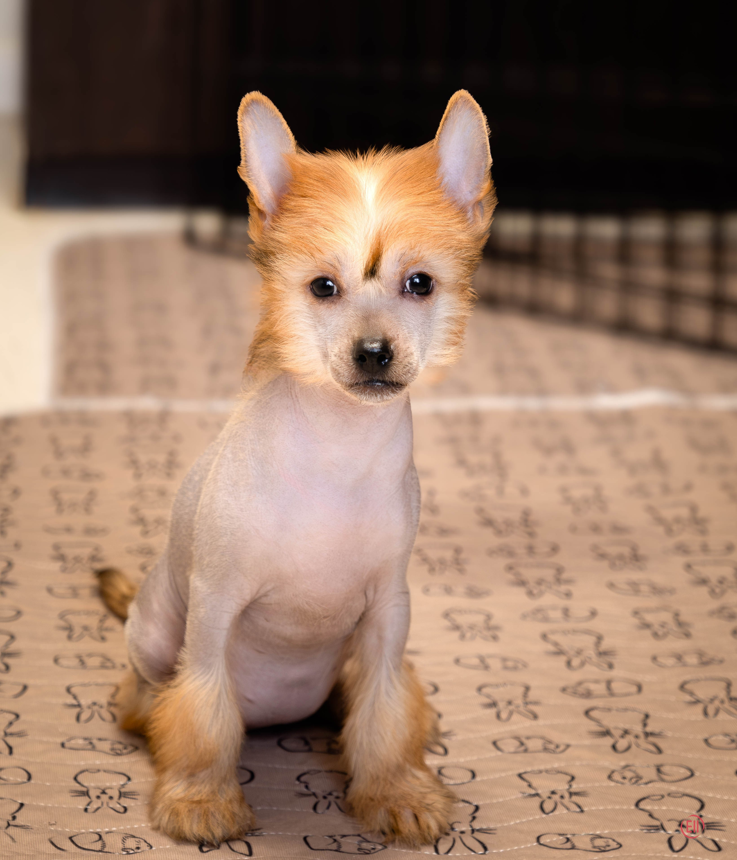 Poale Ell Gloria. Chinese Crested Dog Kennel Poale Ell