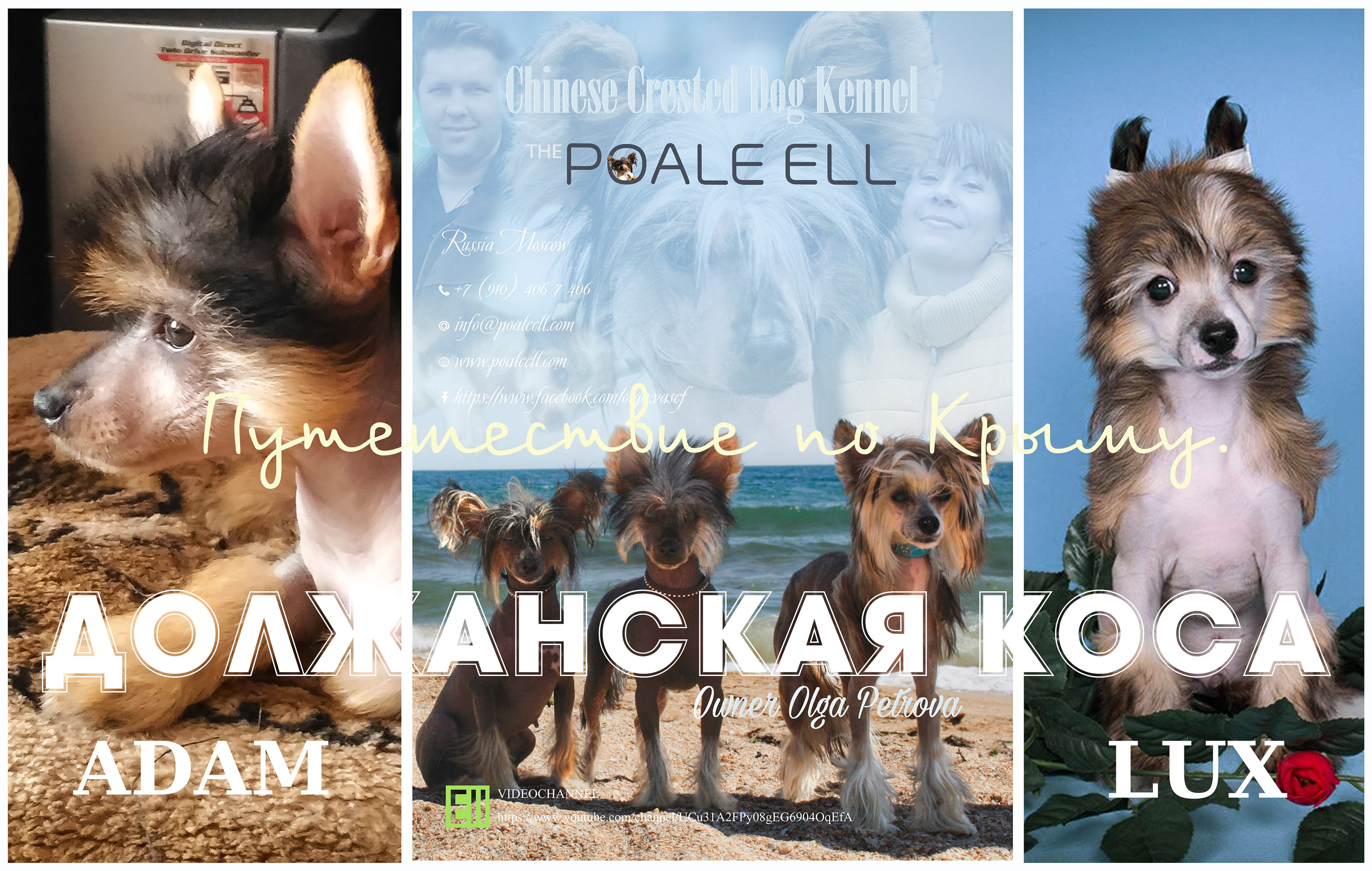 Dolzhanskaya Spit. Chinese Crested Dog Kennel Poale Ell