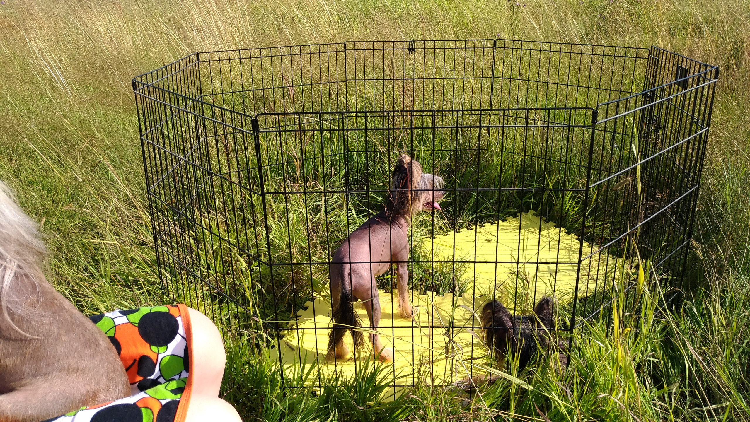 В поле под присмотром сокола. Питомник китайских хохлатых собак Poale Ell: купить щенка в питомнике