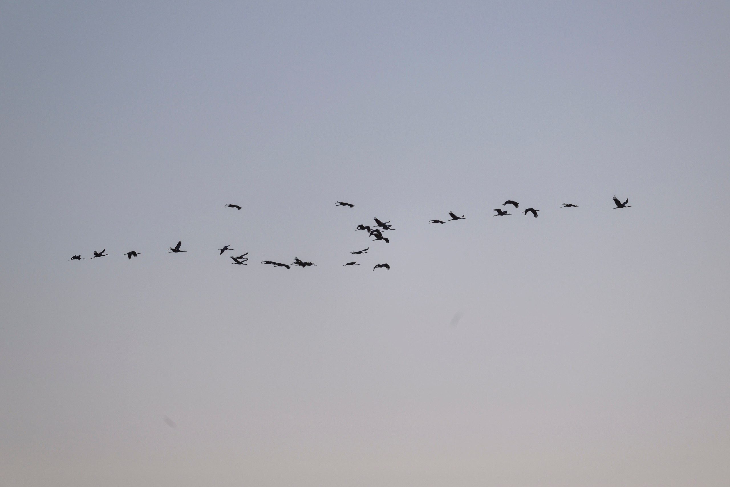 Канюк. Common Buzzard. Wildlife photography by Sergey Puponin