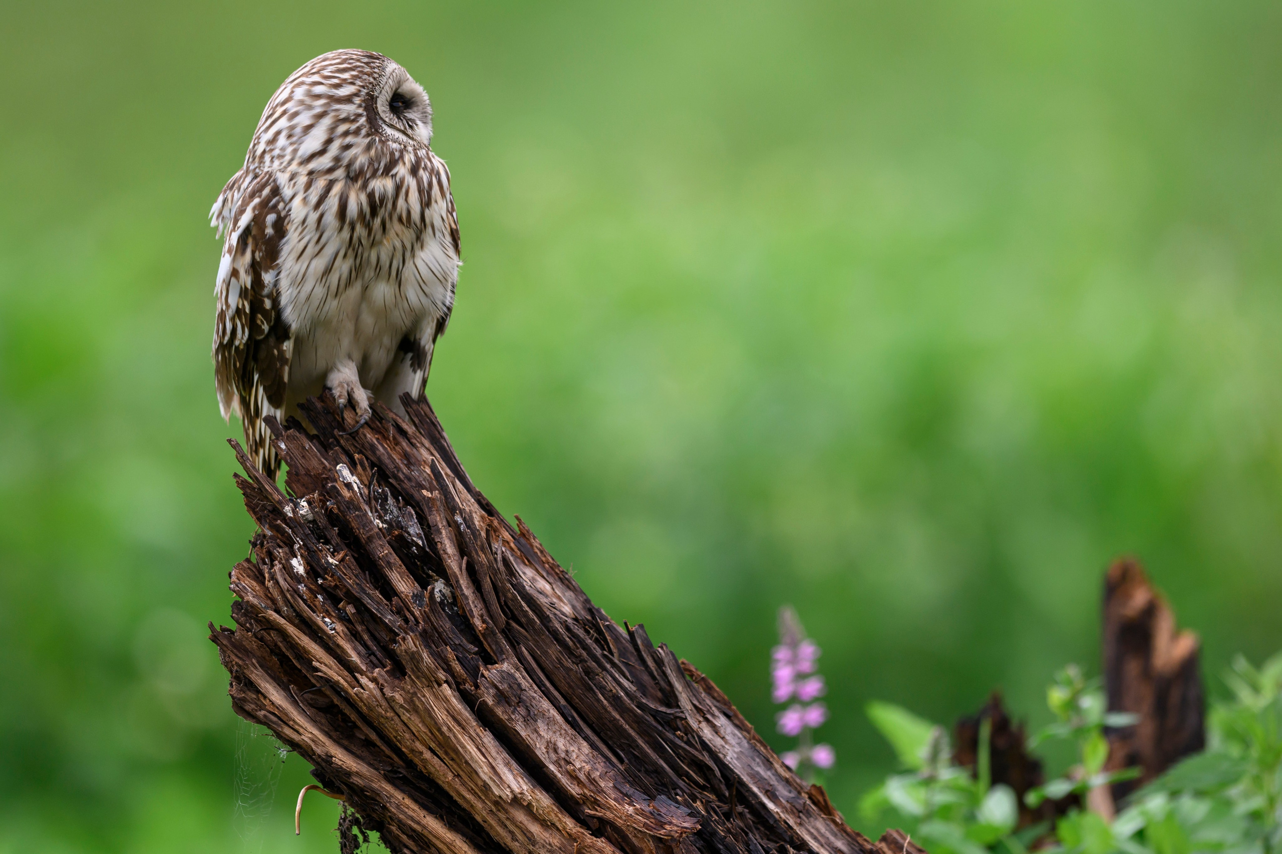 Мэрилин Монро | Marilyn Monroe. Фотограф Сергей Пупонин