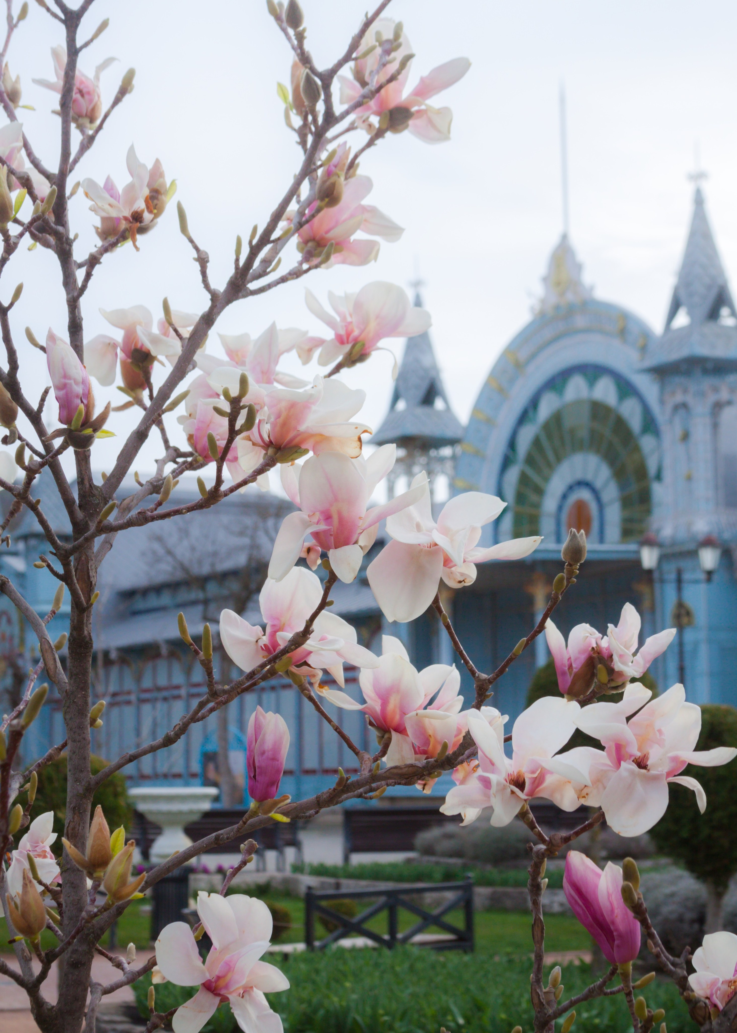 Как цветёт магнолия в Пятигорске. Пейзажный и архитектурный фотограф юга России