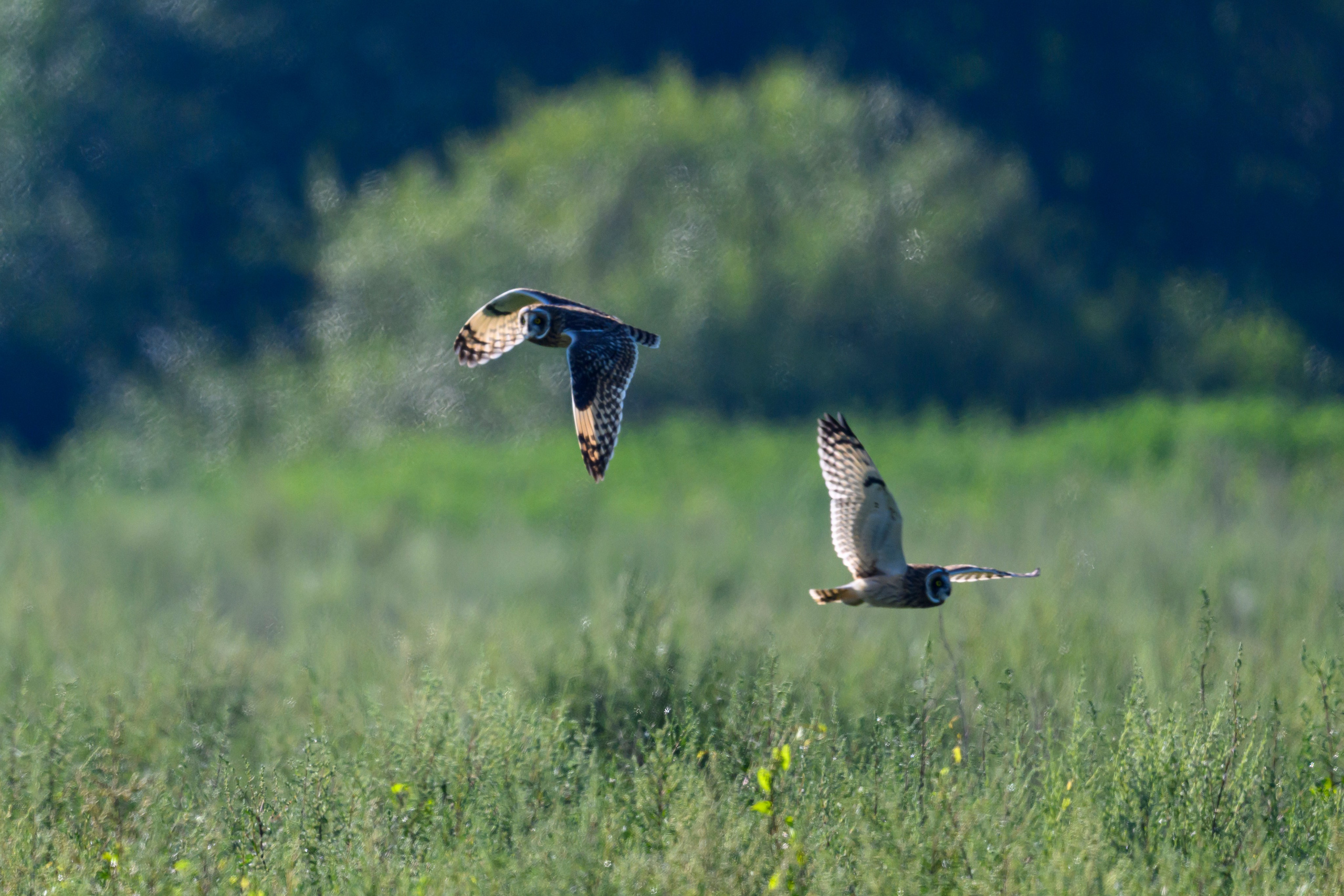 Первая охота совят. The first hunt of owlets. Фотограф Сергей Пупонин
