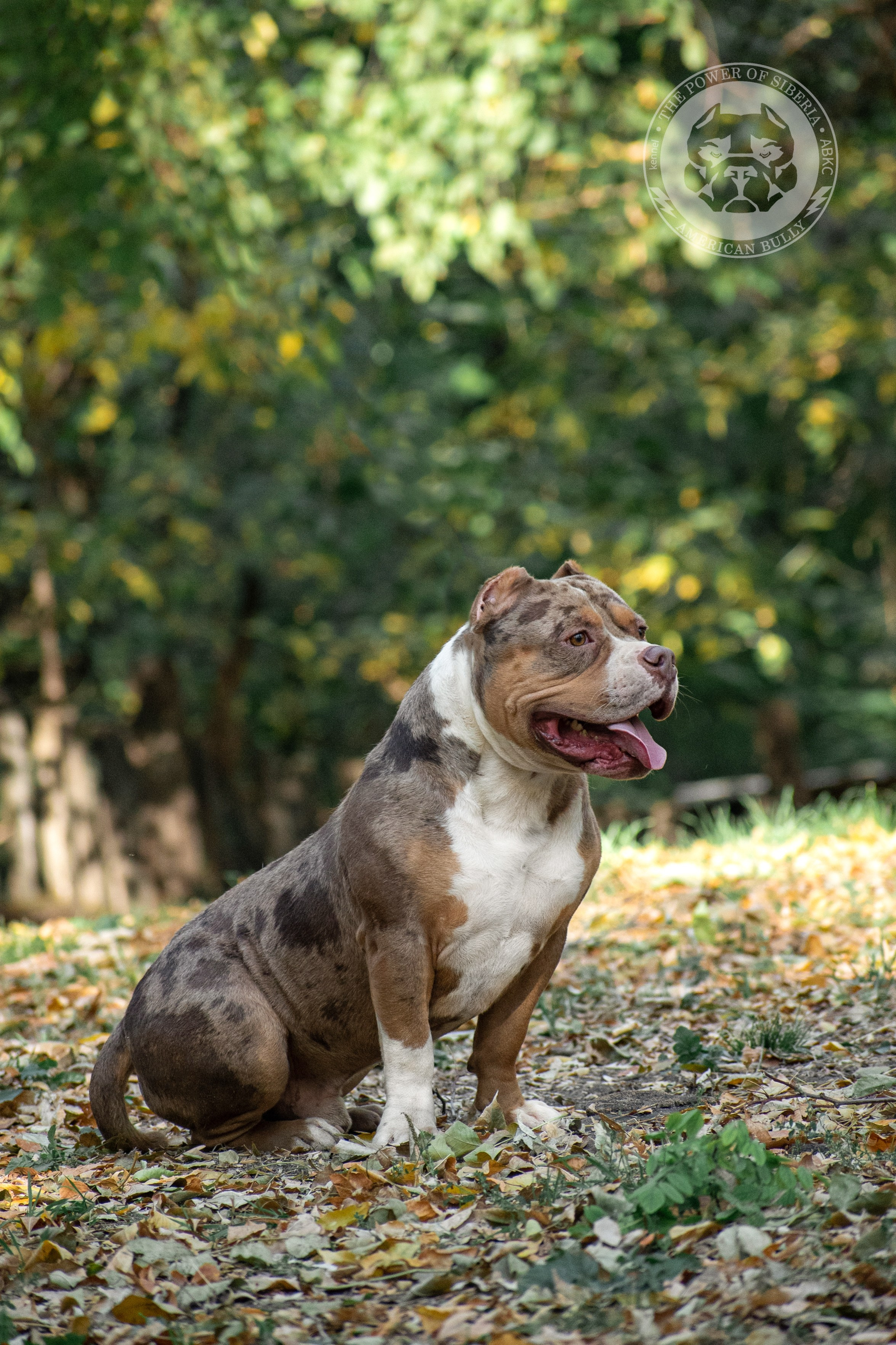 продажа щенков American Bully в Туле
