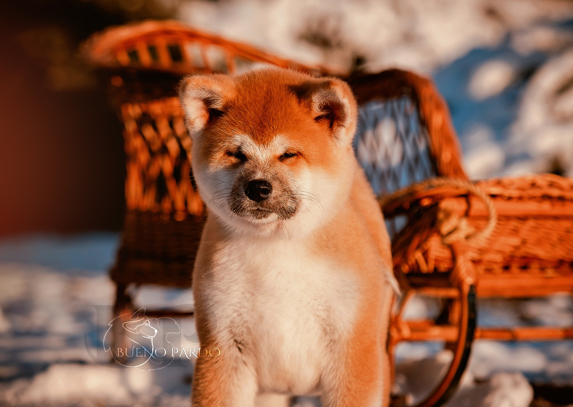 Щенки японской акита ину из питомника. Питомник собак Акита, Хаски, Корги