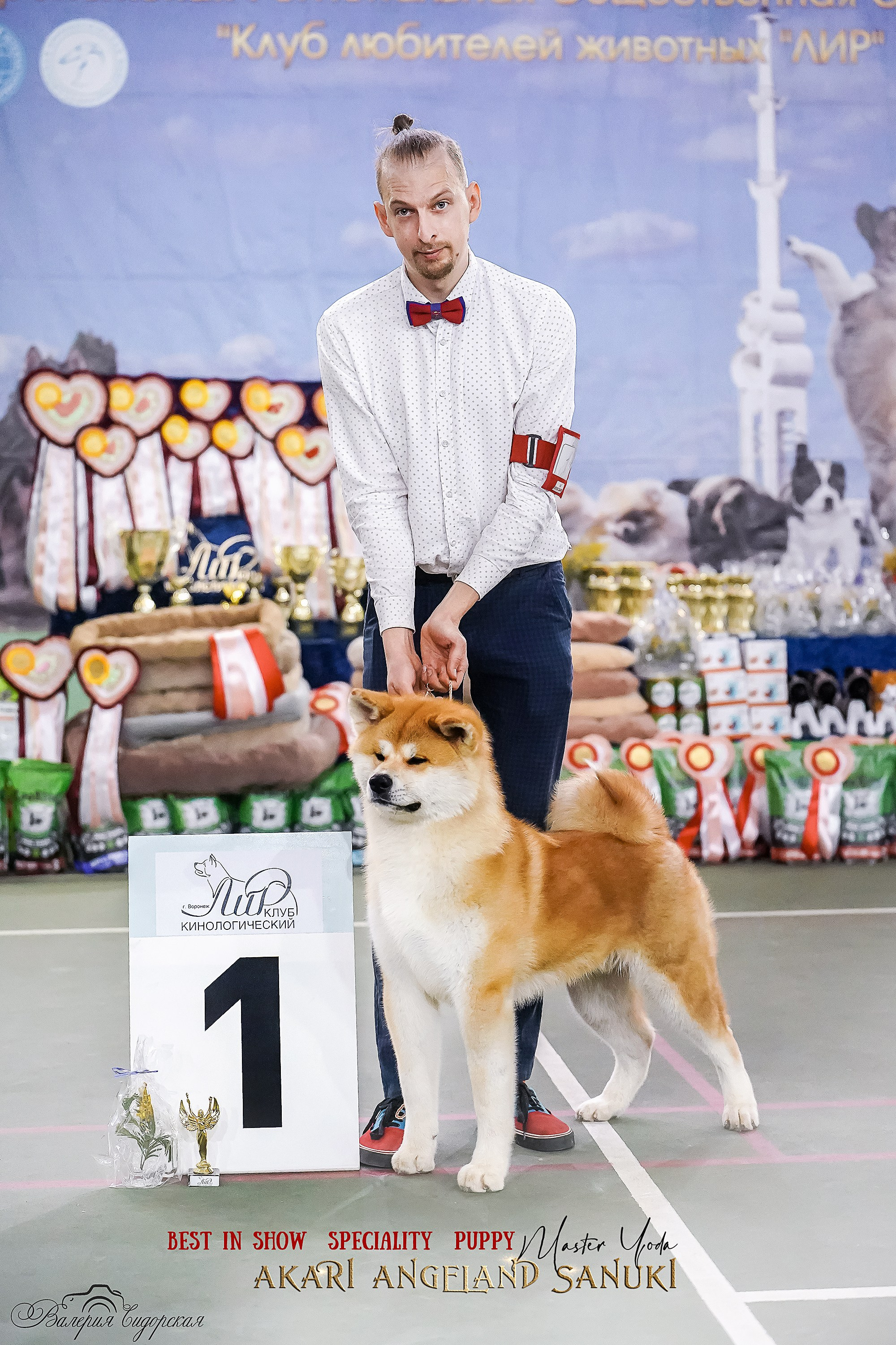 Собаки питомника Bueno Pardo. Питомник собак Акита, Хаски, Корги