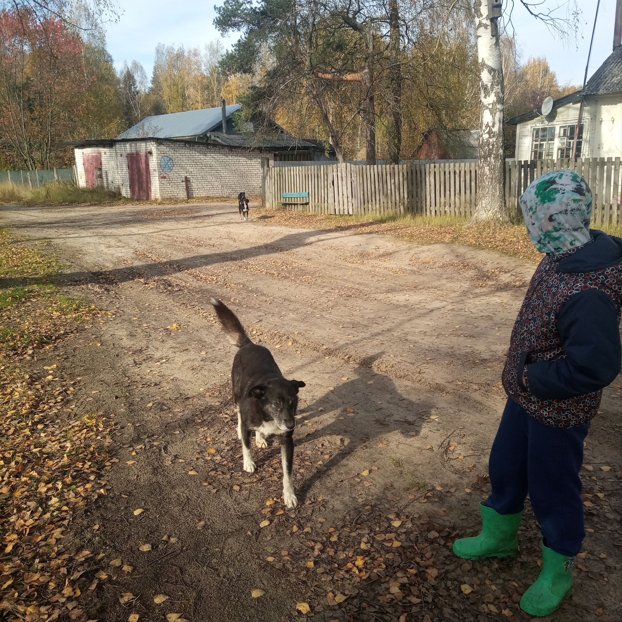 ПОМОЩЬ БАБЕ ШУРЕ. НРОО КЦ "Собаковод"