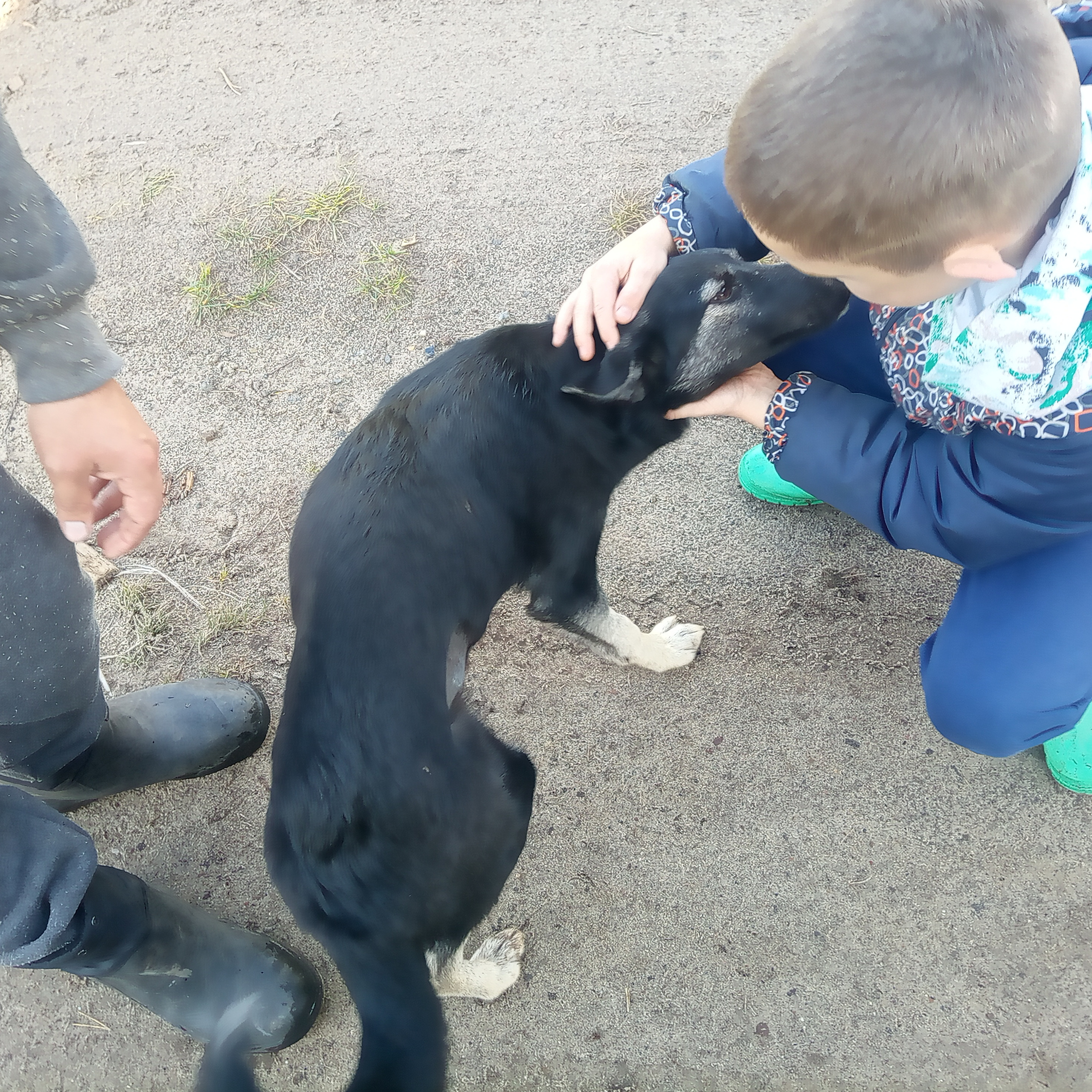 ПОМОЩЬ БАБЕ ШУРЕ. НРОО КЦ "Собаковод"