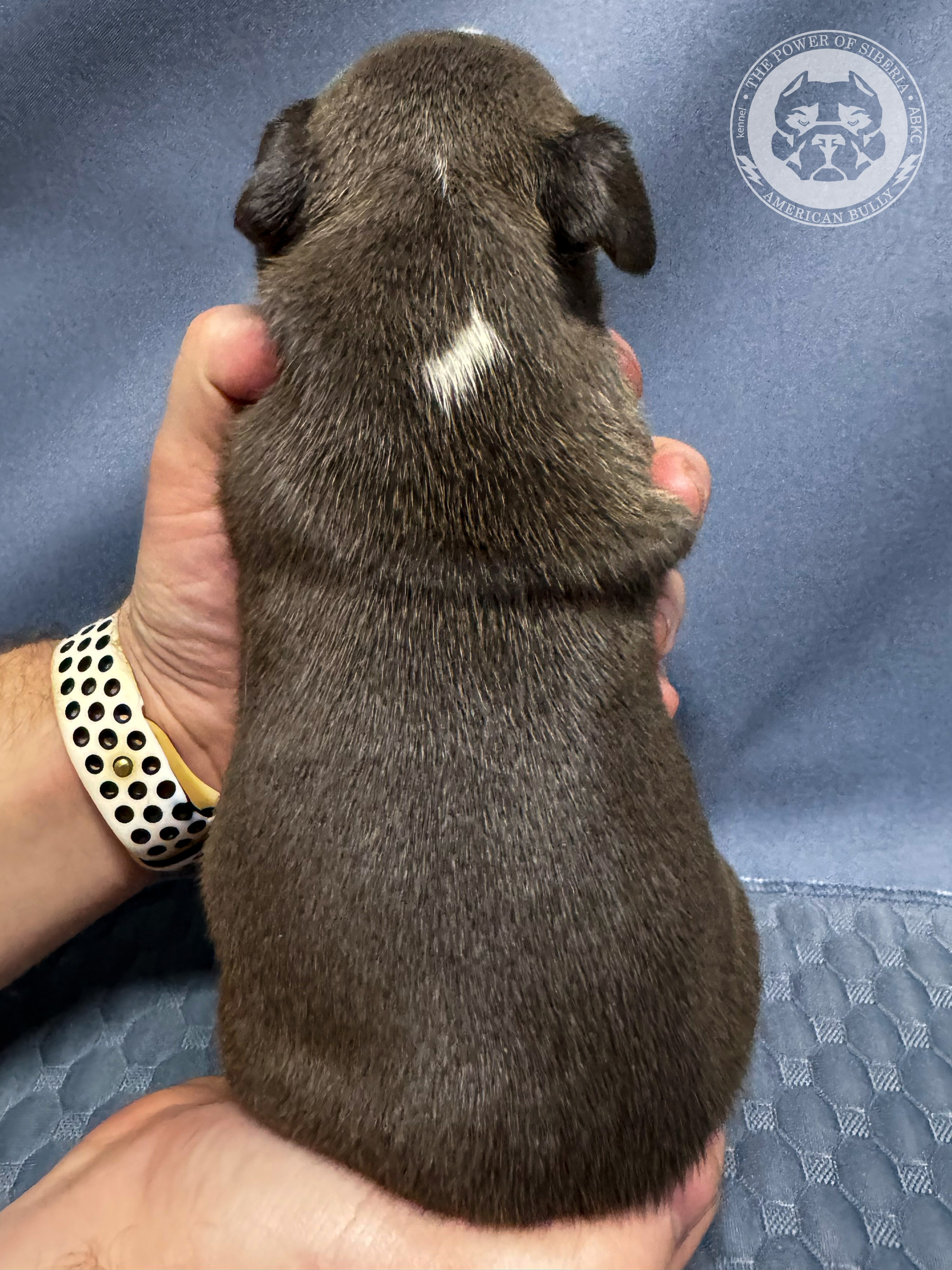 Все свободные щенки. Американский Булли в г. Ростов-на-Дону. Питомник THE POWER OF SIBERIA