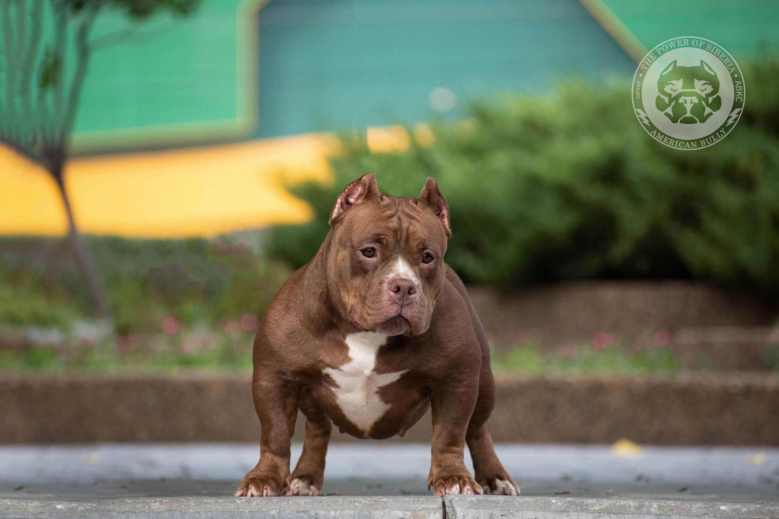шоколадный окрас американский булли покет девочка