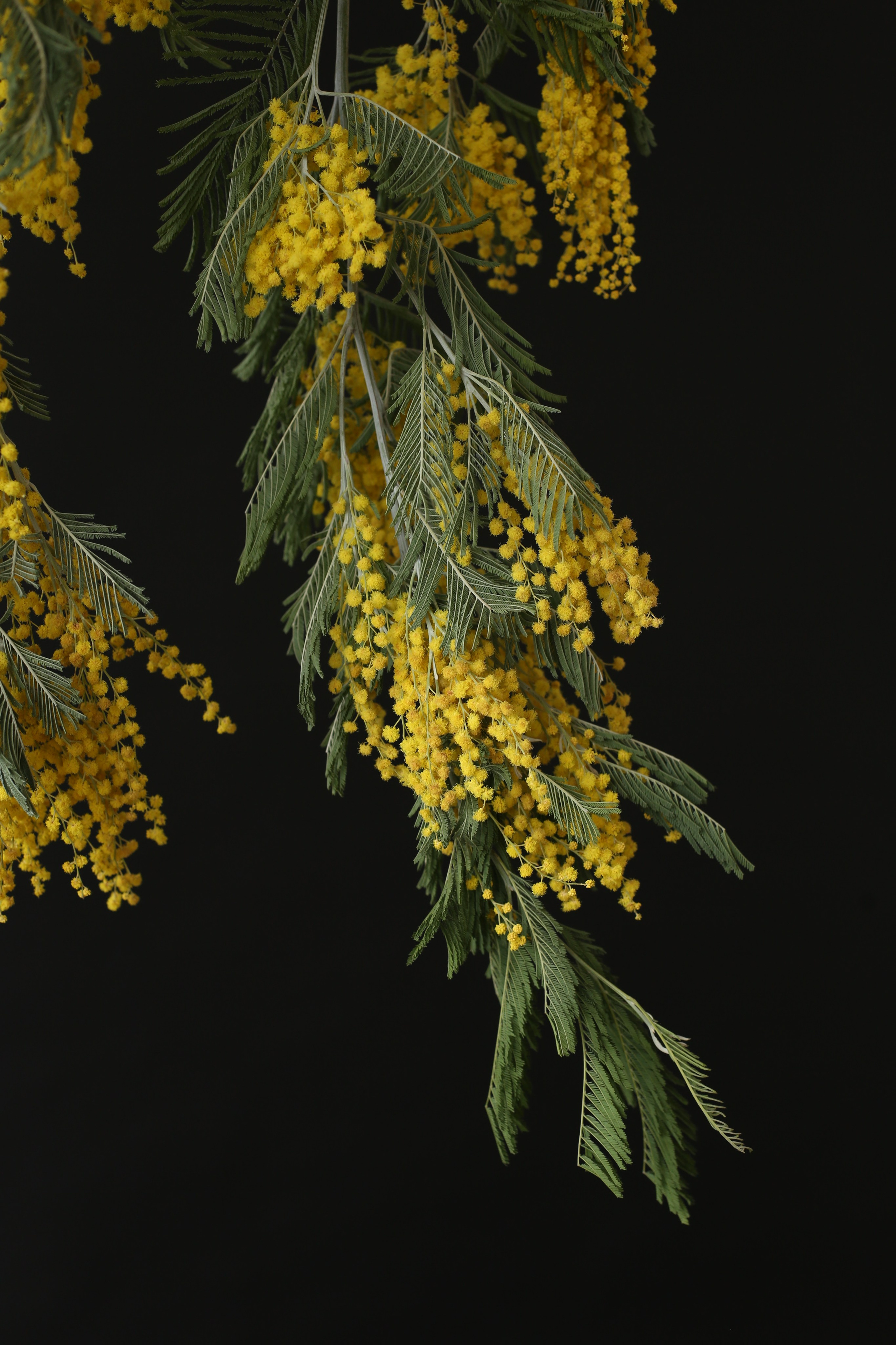 Фотосессии с живыми цветами в Железнодорожном