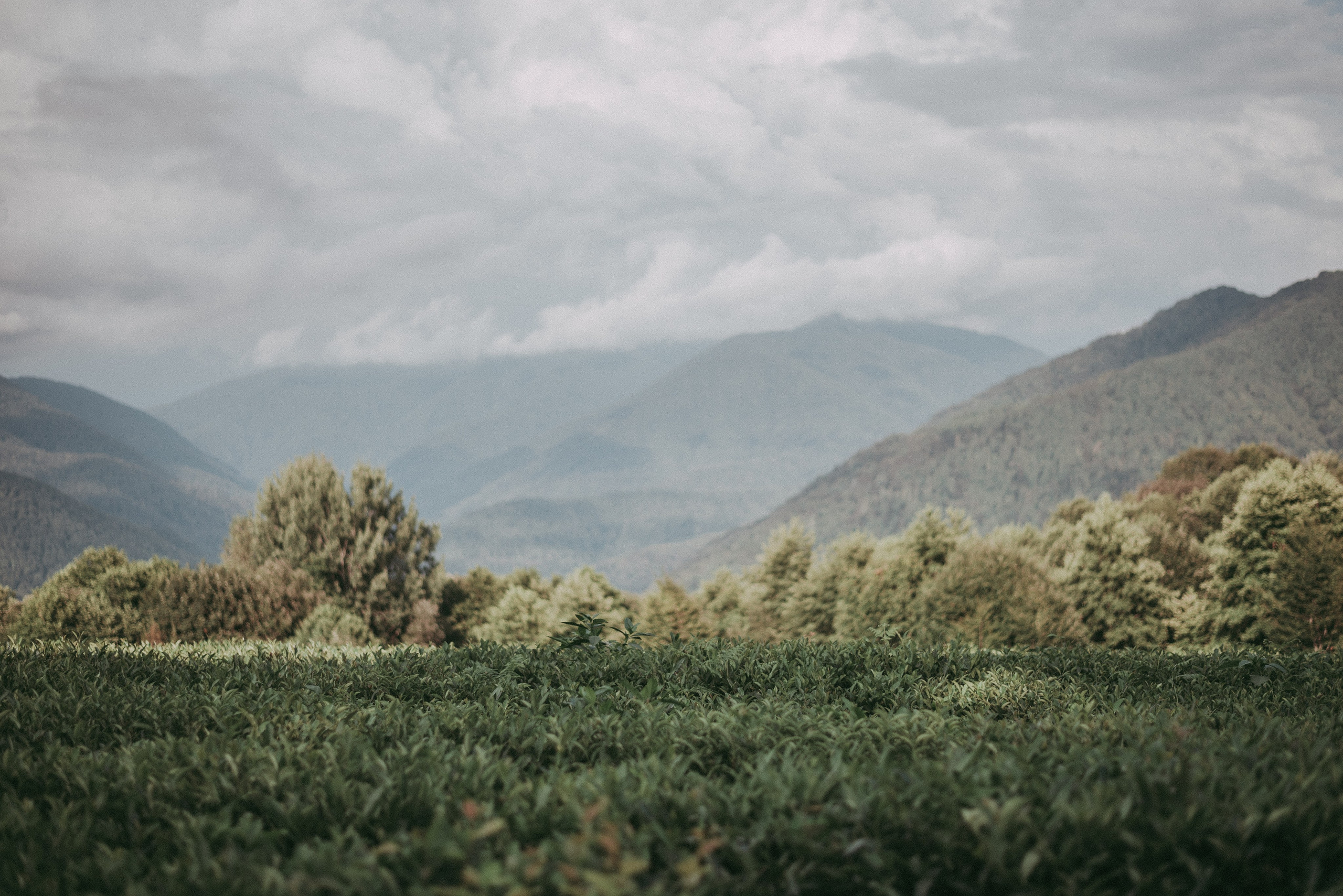 Чайные плантации Солох-аул. Фотограф в Сочи — Маргарита Поганова
