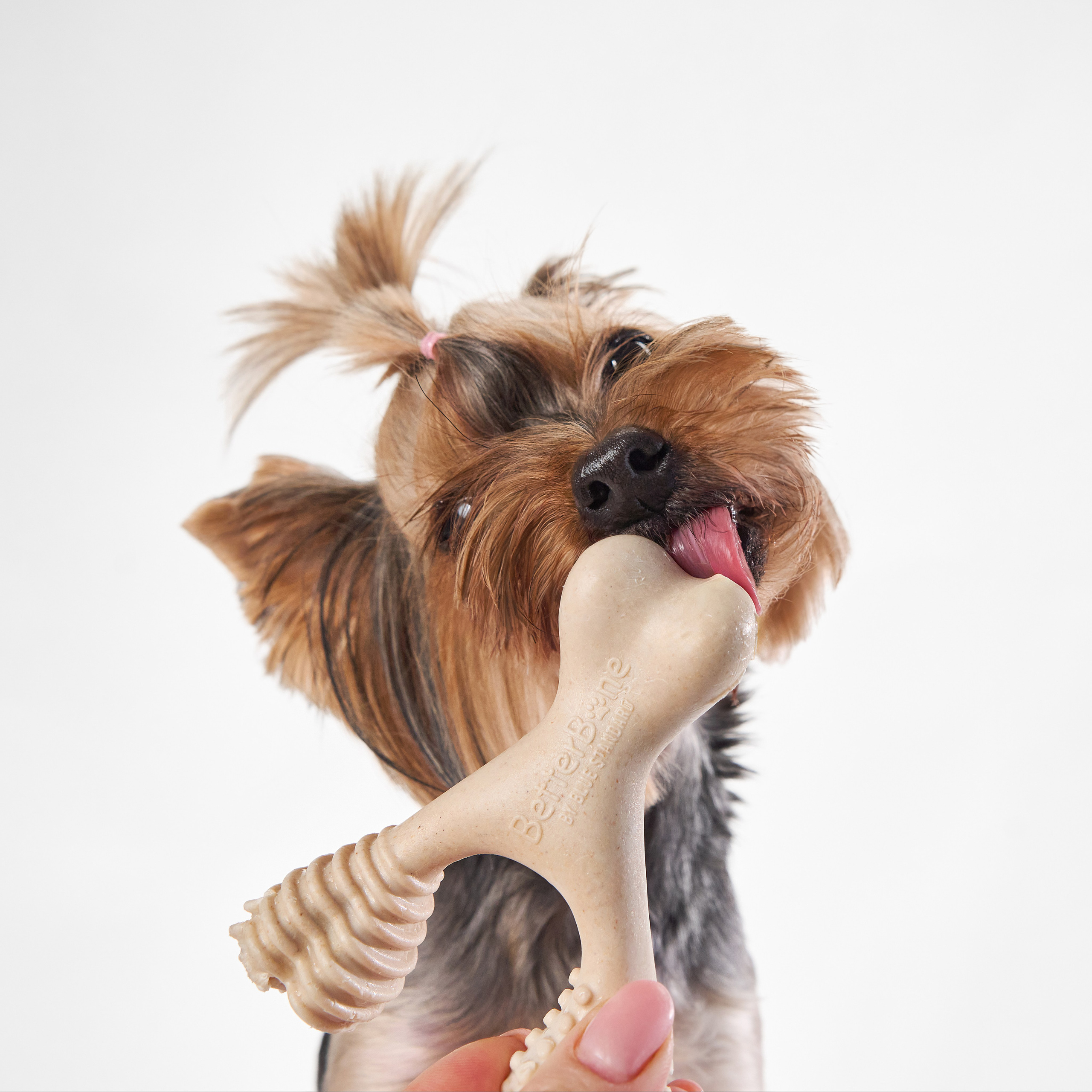 Pet Advertising Photography | Commercial Shoots with Dogs & Cats. Dog photographer Averianova Anna — Art photography of dogs