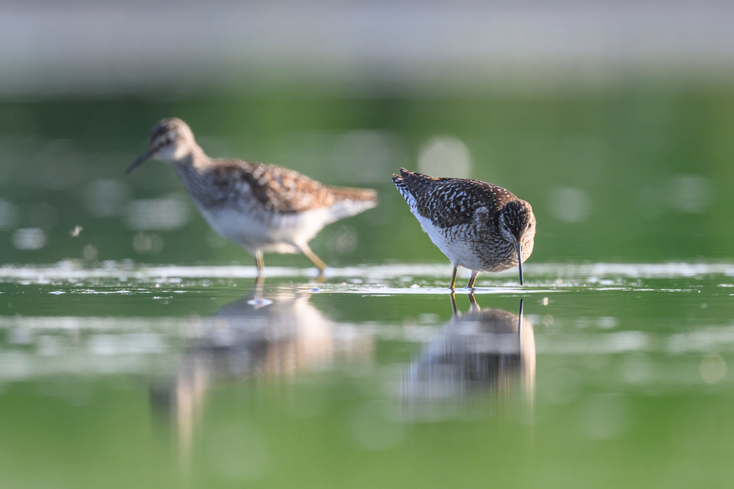 Поручейники и щеголь. Wildlife photography by Sergey Puponin