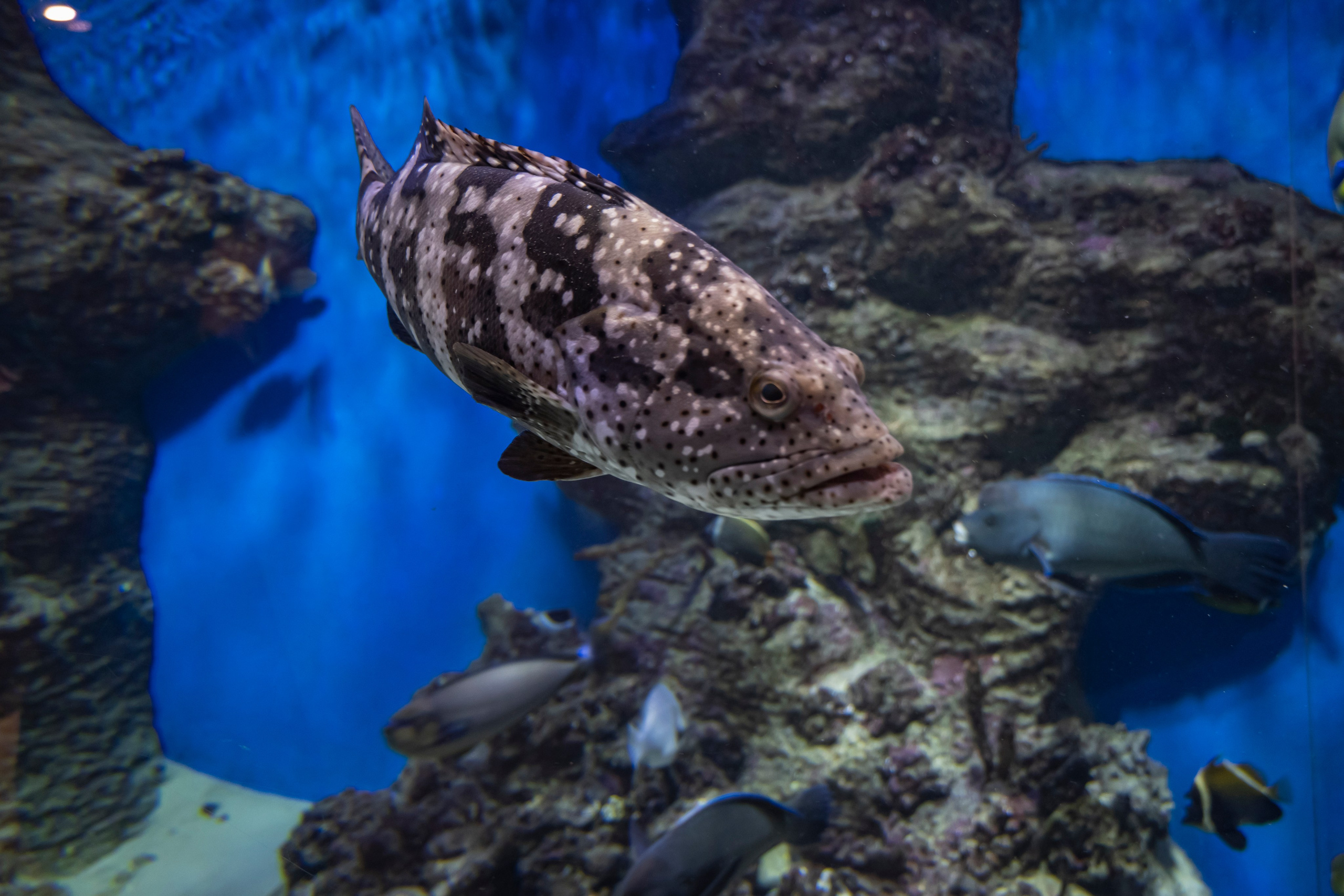 Москвариум. Фотограф Роман Адлер